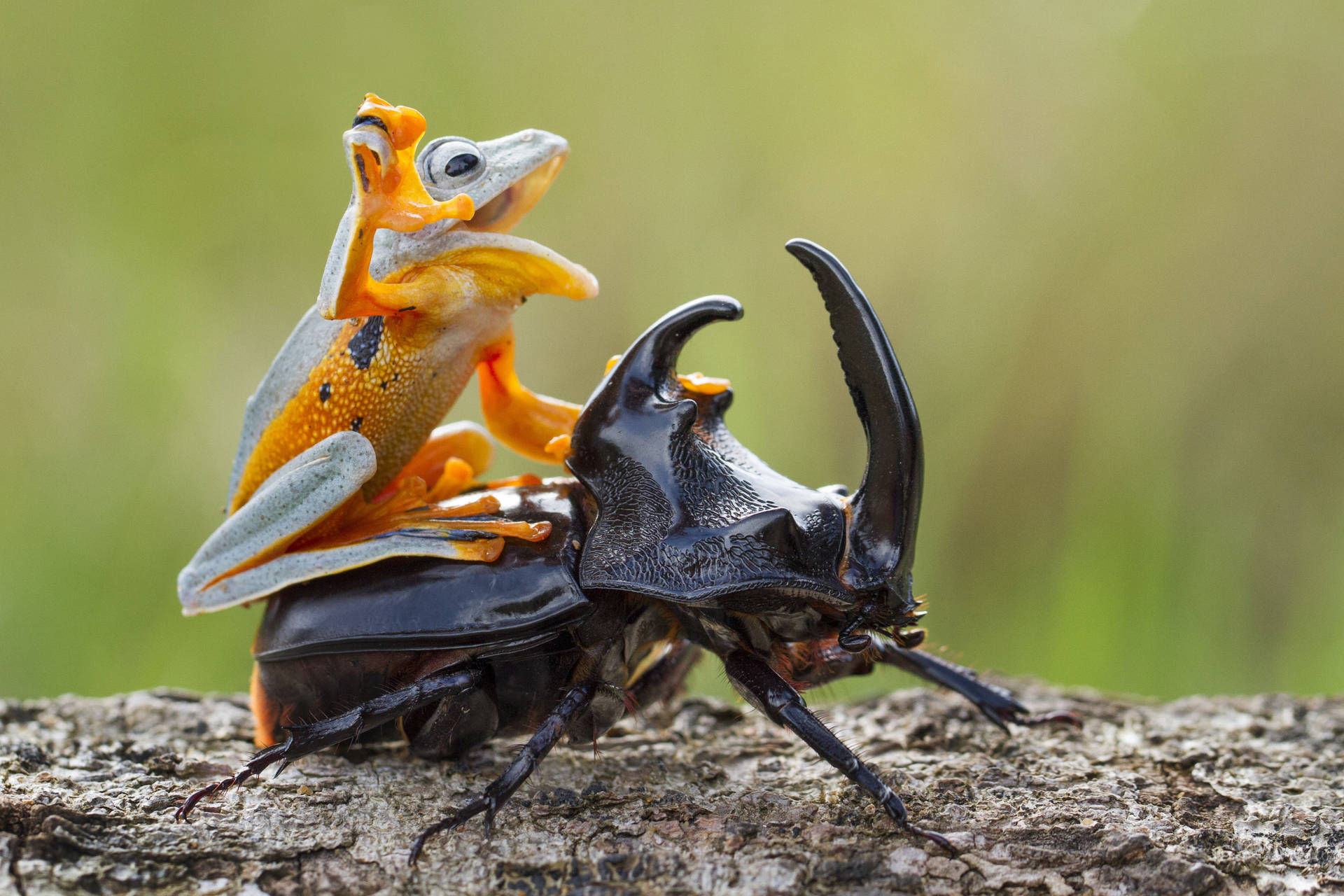 Frog Riding A Beetle Background