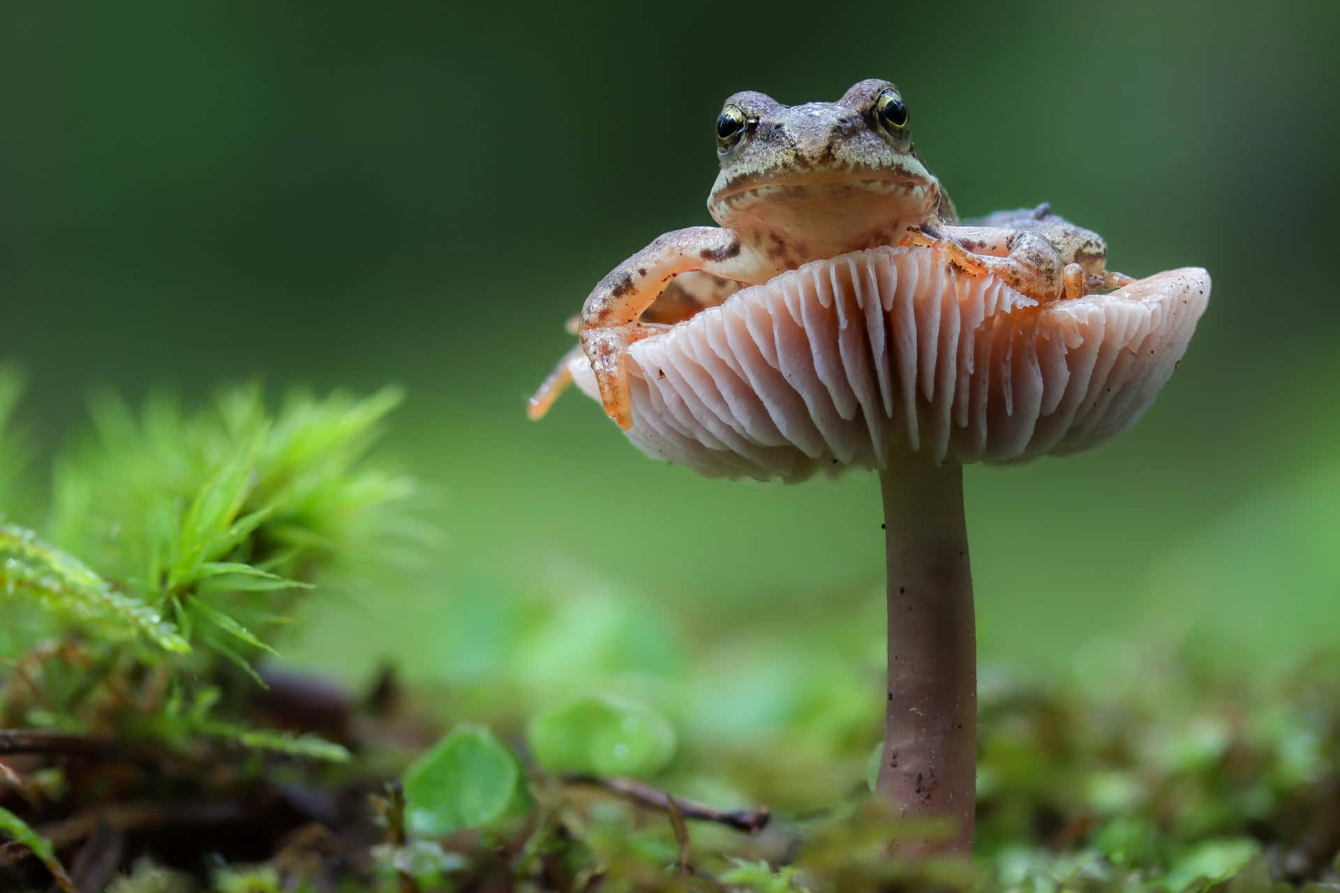 Frogon Mushroomin Forest.jpg Background