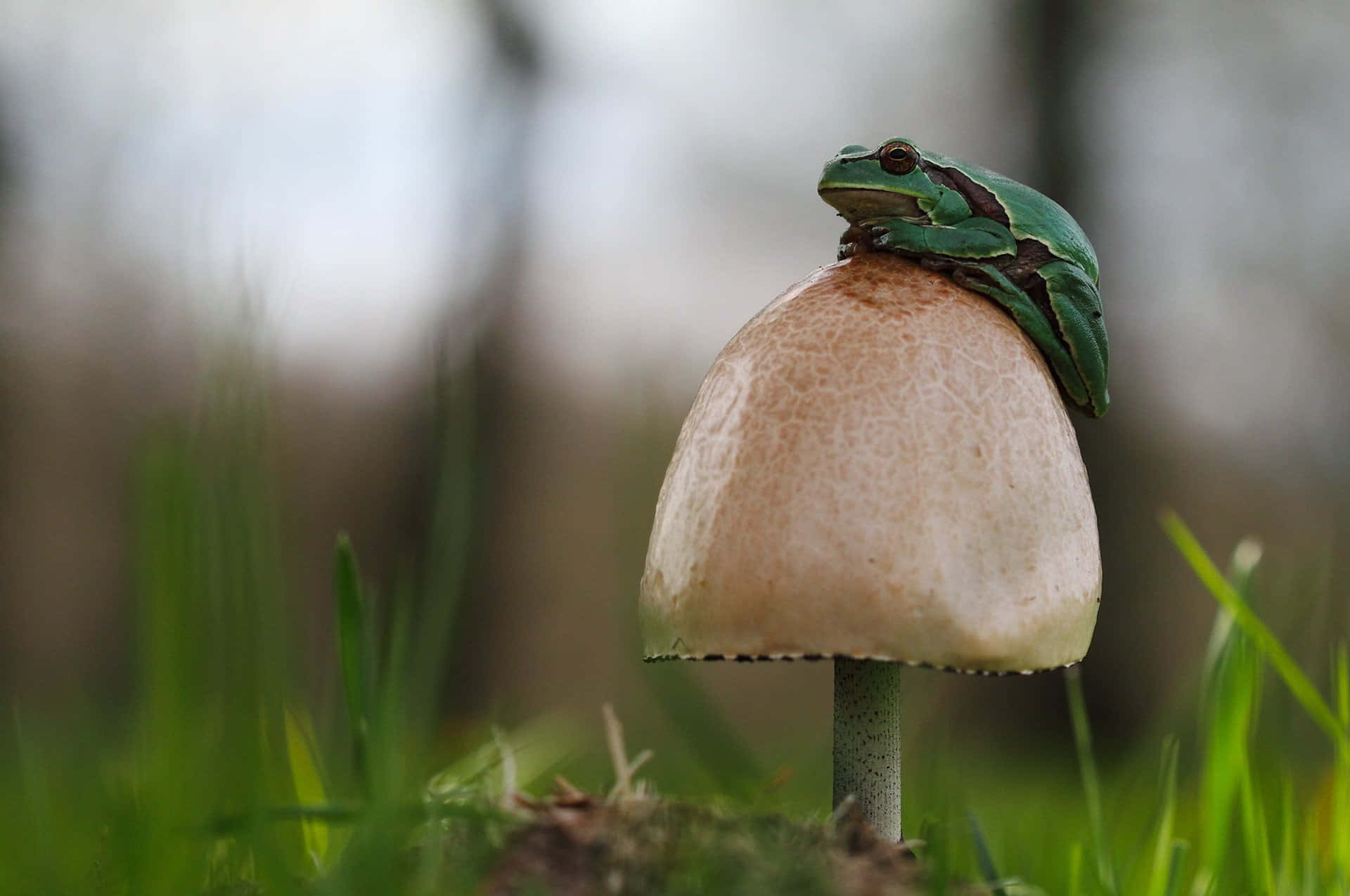 Frogon Mushroomin Nature.jpg Background