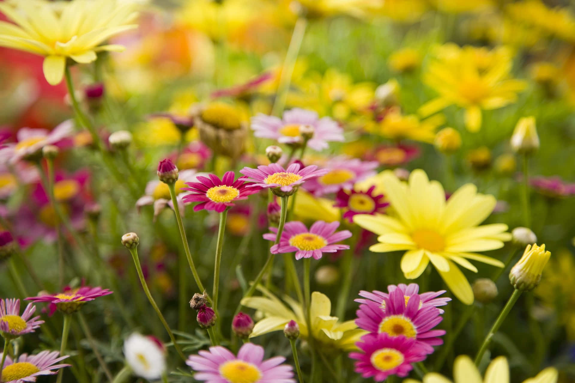 From Vibrant Yellows And Oranges To Calming Blues, Daisies Come In A Kaleidoscope Of Colors To Brighten Any Day. Background