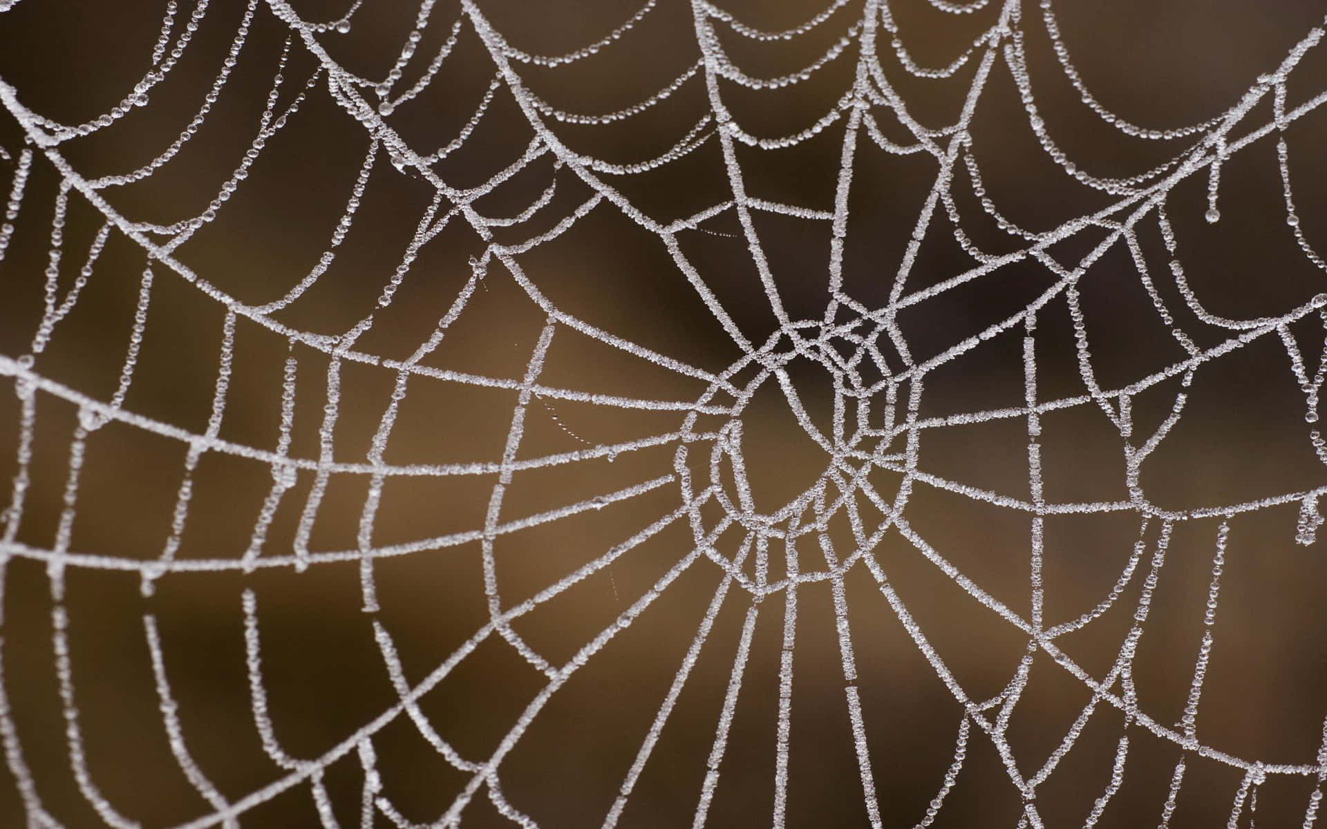 Frost Covered Spider Web Background