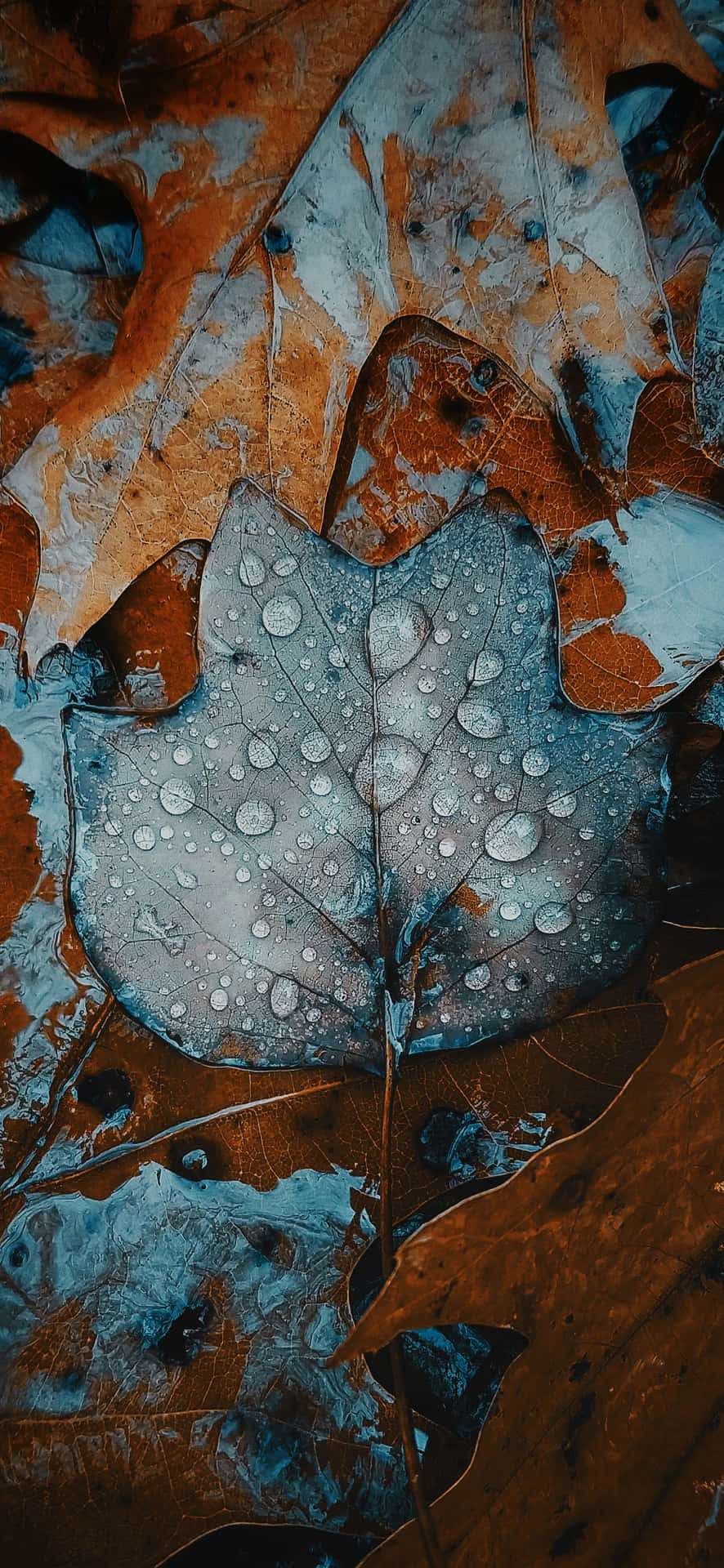 Frosted Fall Leaves Iphone Background