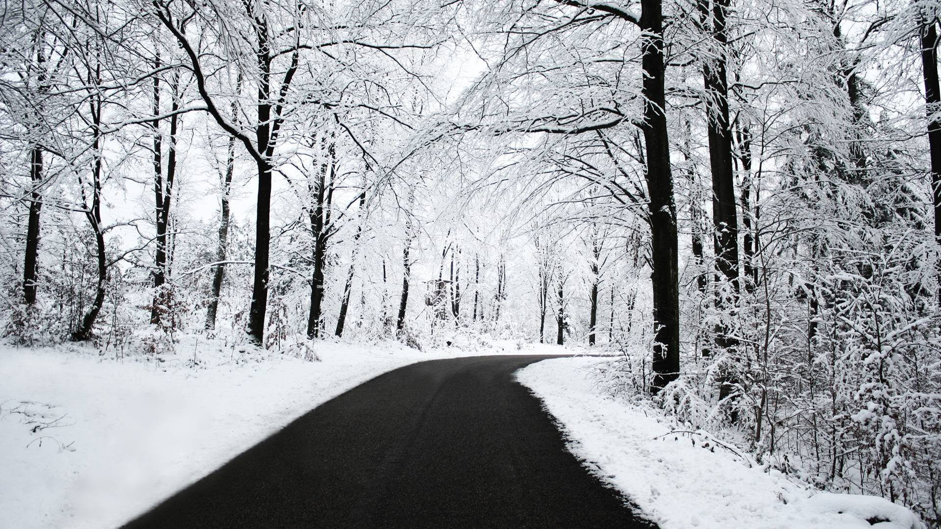 Frosted Forest Road Winter Scenery Background