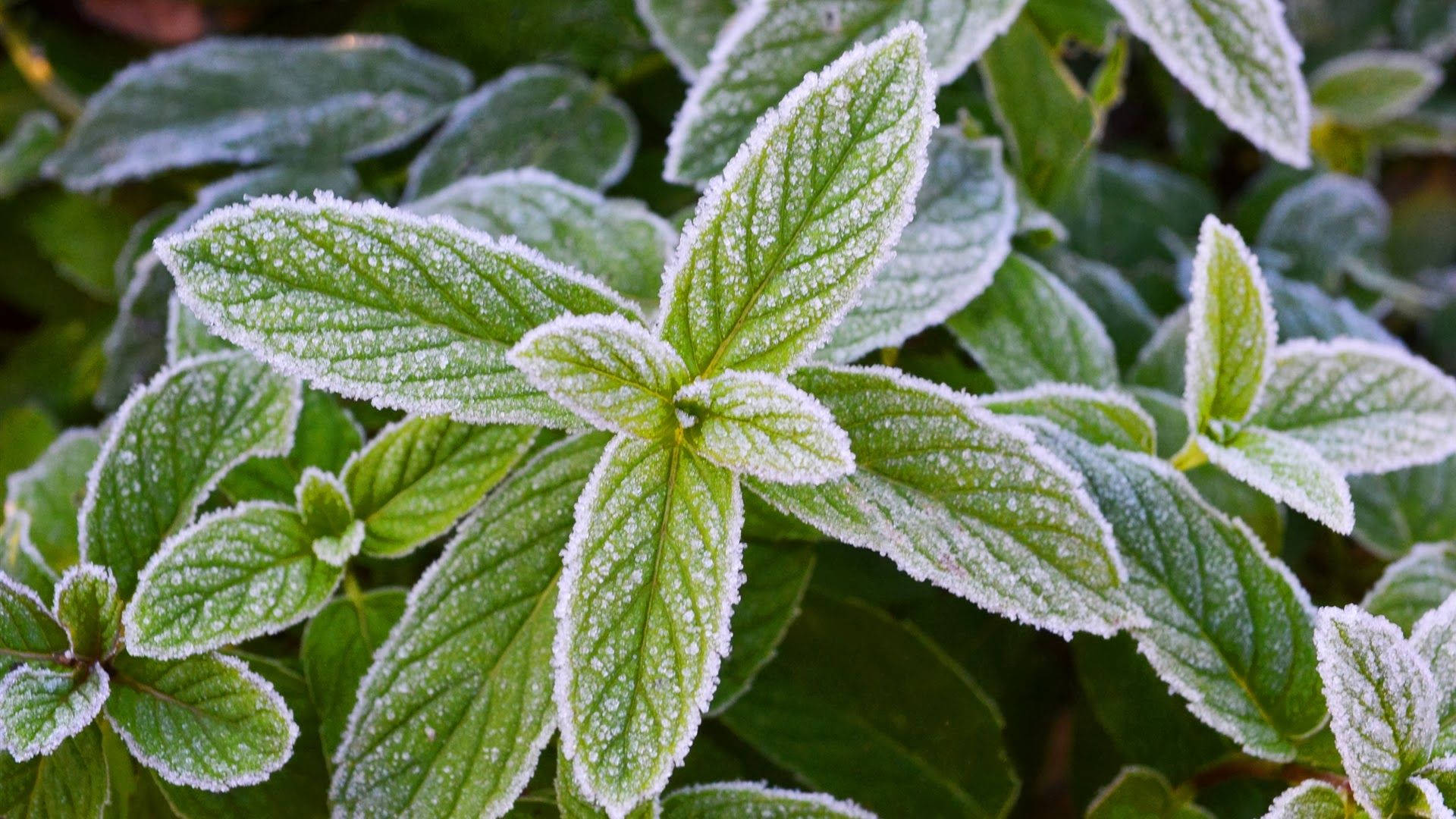 Frosted Mint Leaves Background