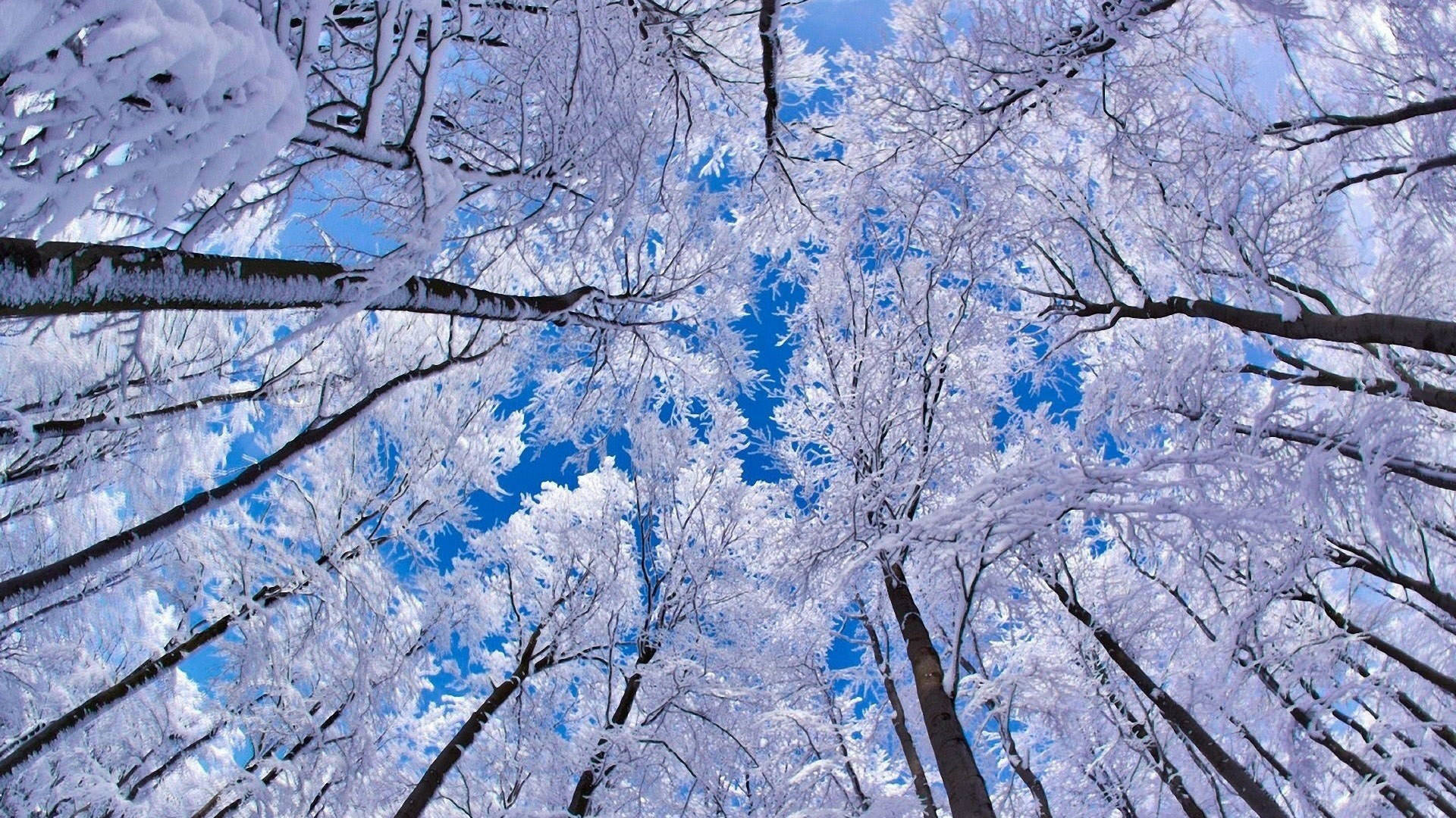 Frosted Trees Winter Desktop
