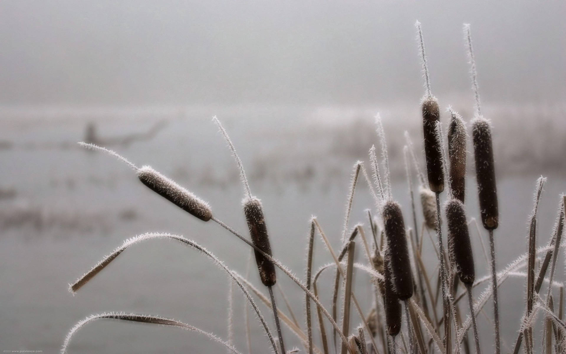 Frosty Cattail At Dawn Background