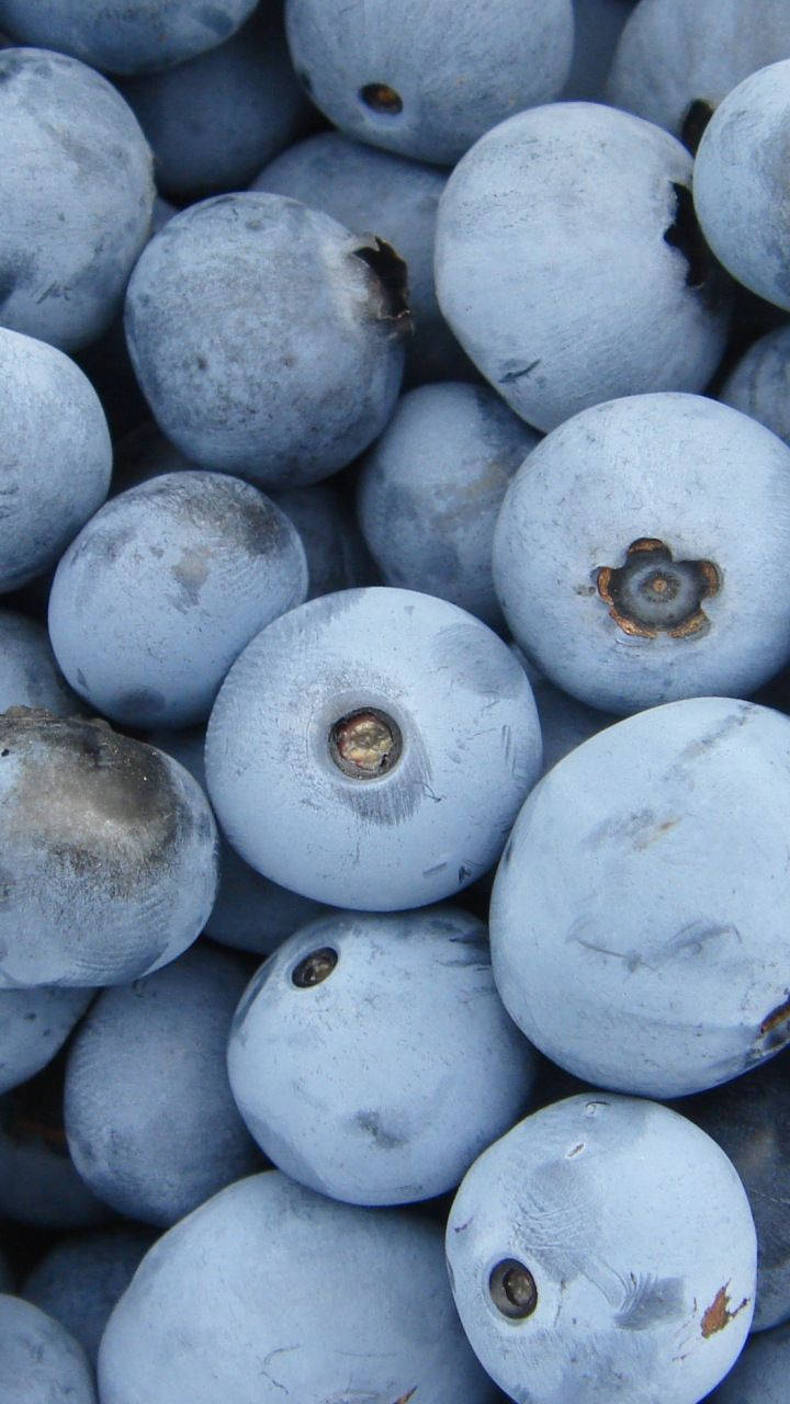 Frosty Delight - Frozen Blueberries Background