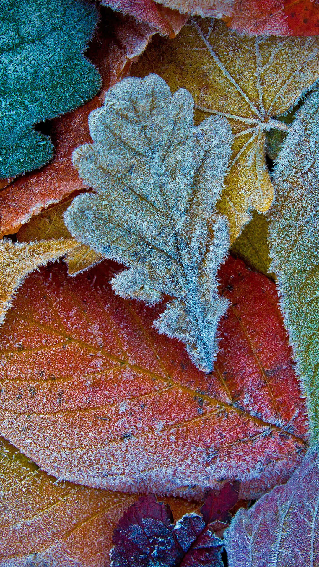 Frosty Leaves On The Ground Background