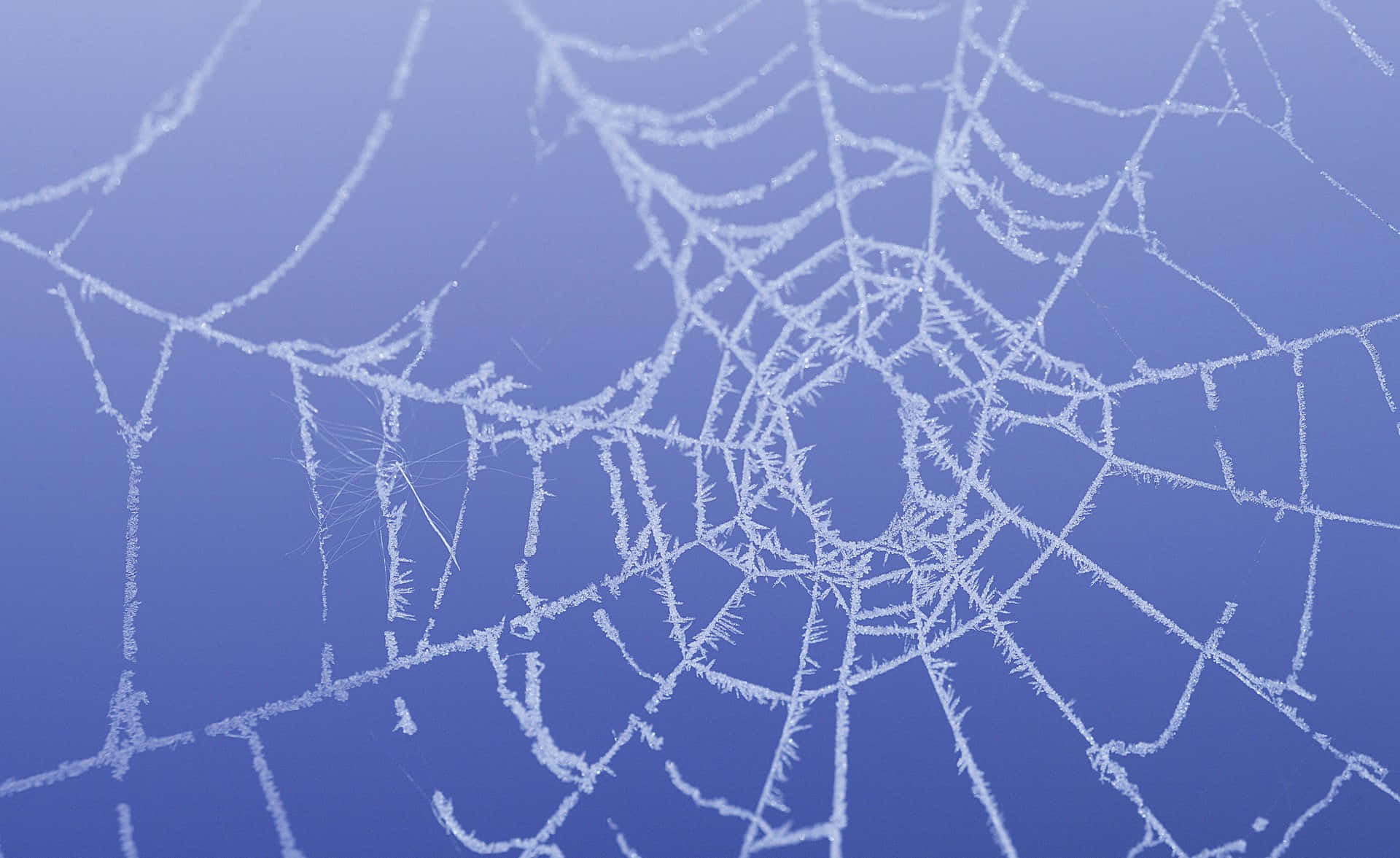 Frosty Spider Web Background