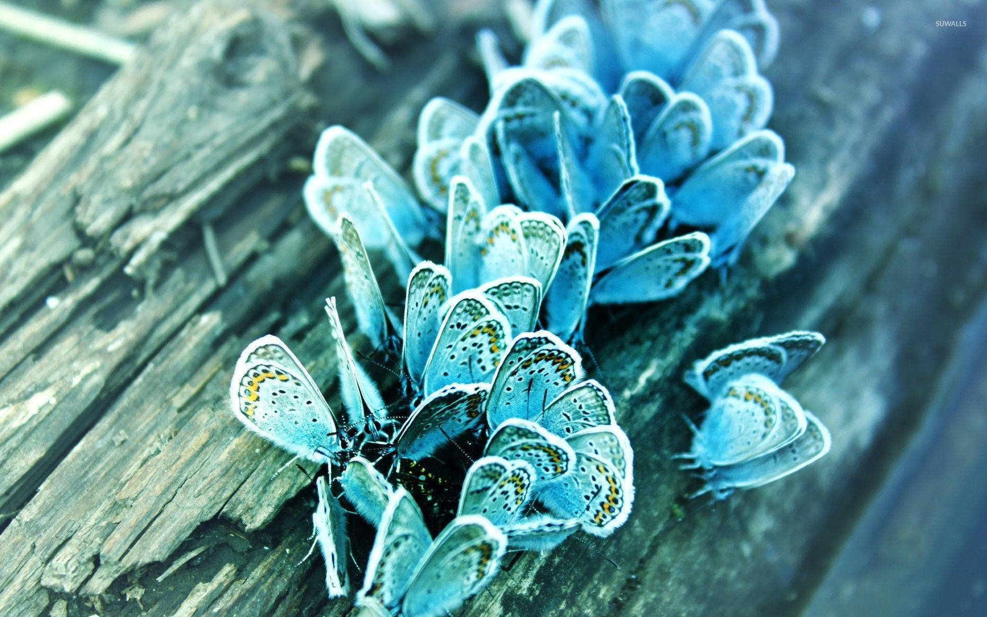 Frozen Blue Butterfly Aesthetic Background