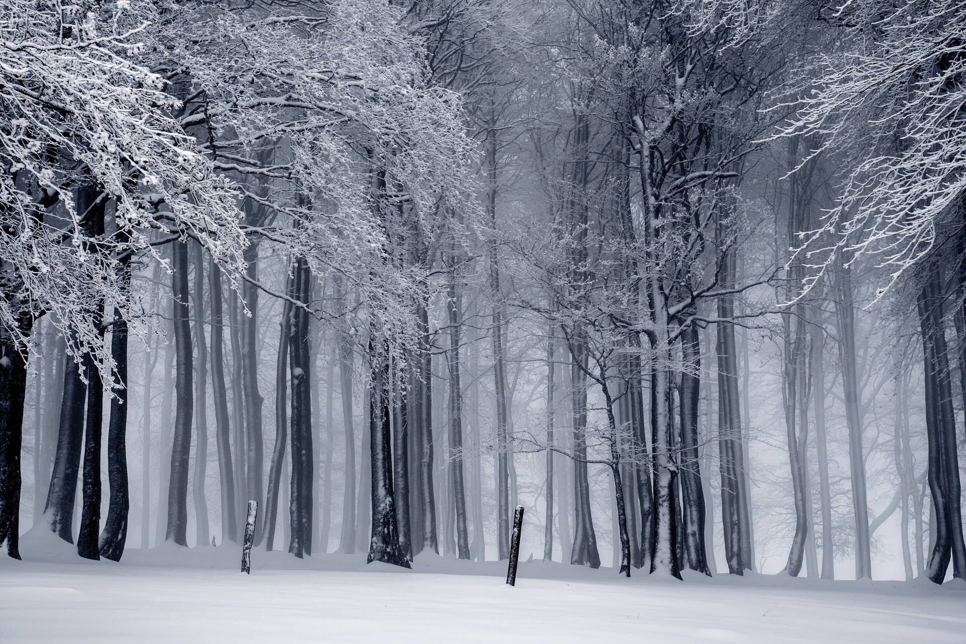 Frozen Forest Landscapes Background