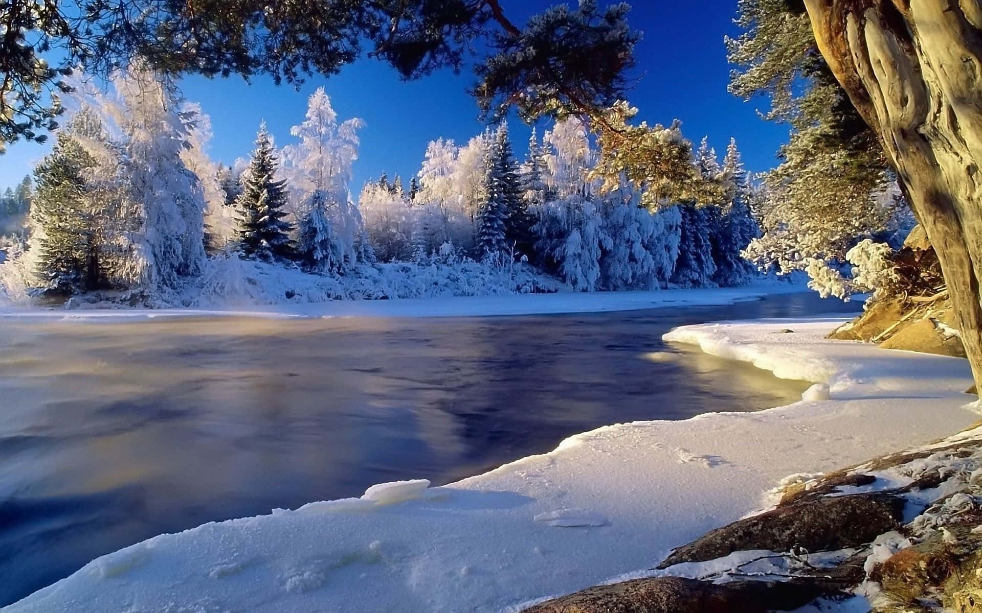 Frozen Forest River Winter Scenery Desktop