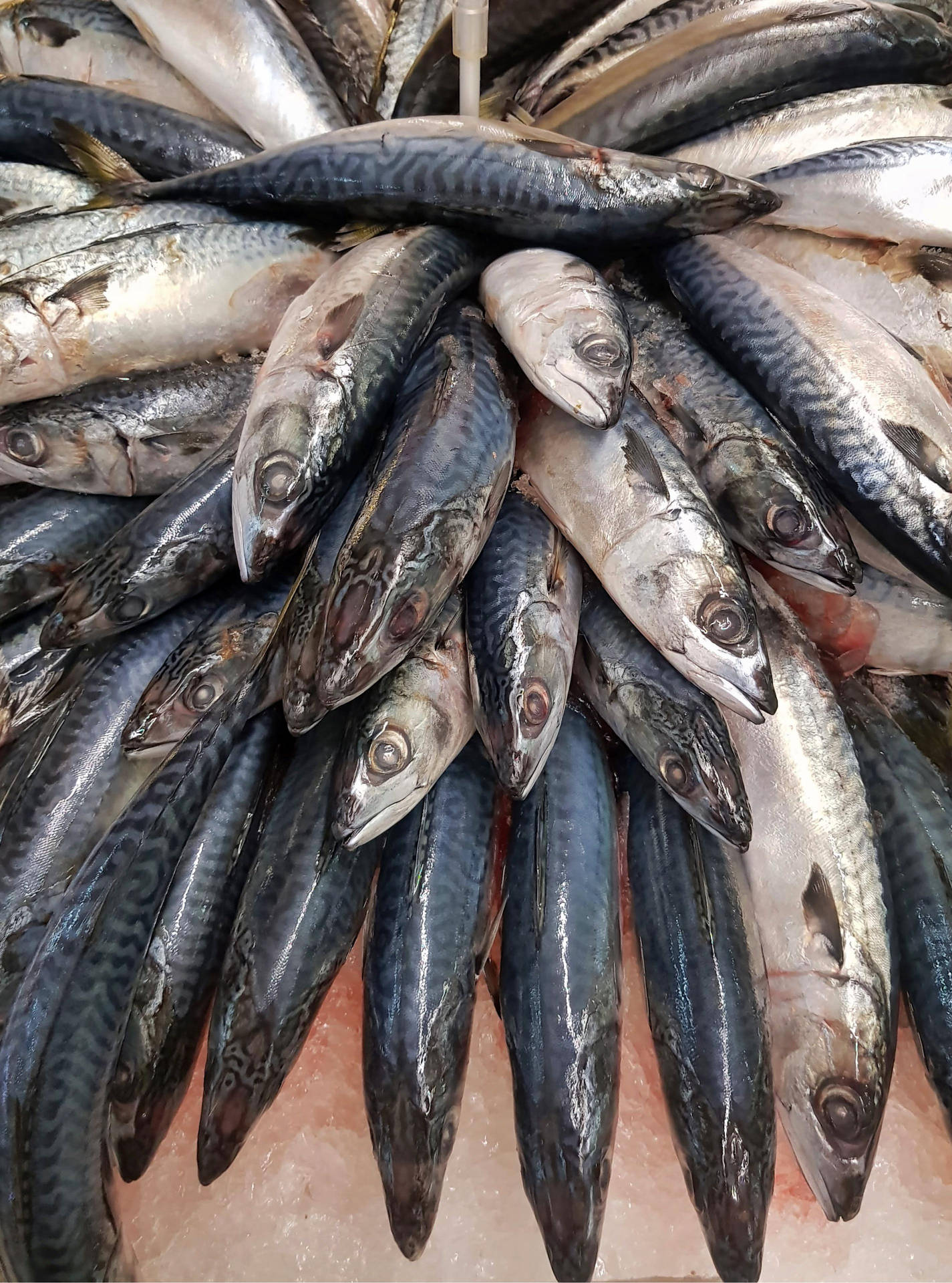 Frozen Mackerel Fish