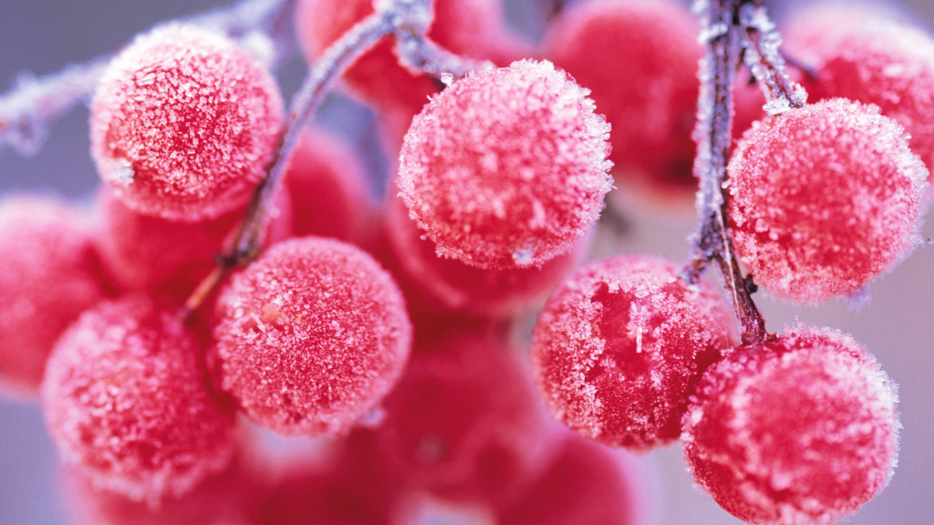 Frozen Red Berries Background