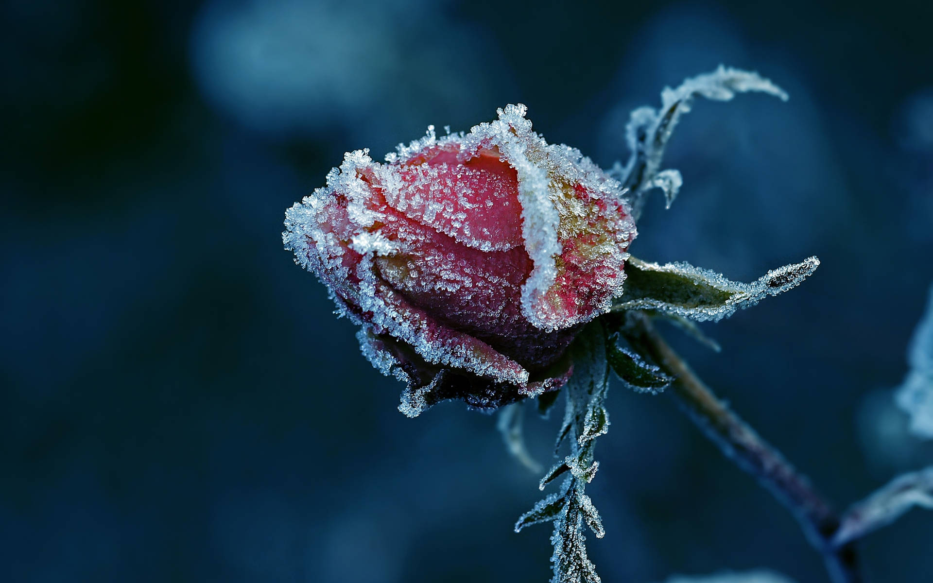 Frozen Red Rose Bud Background