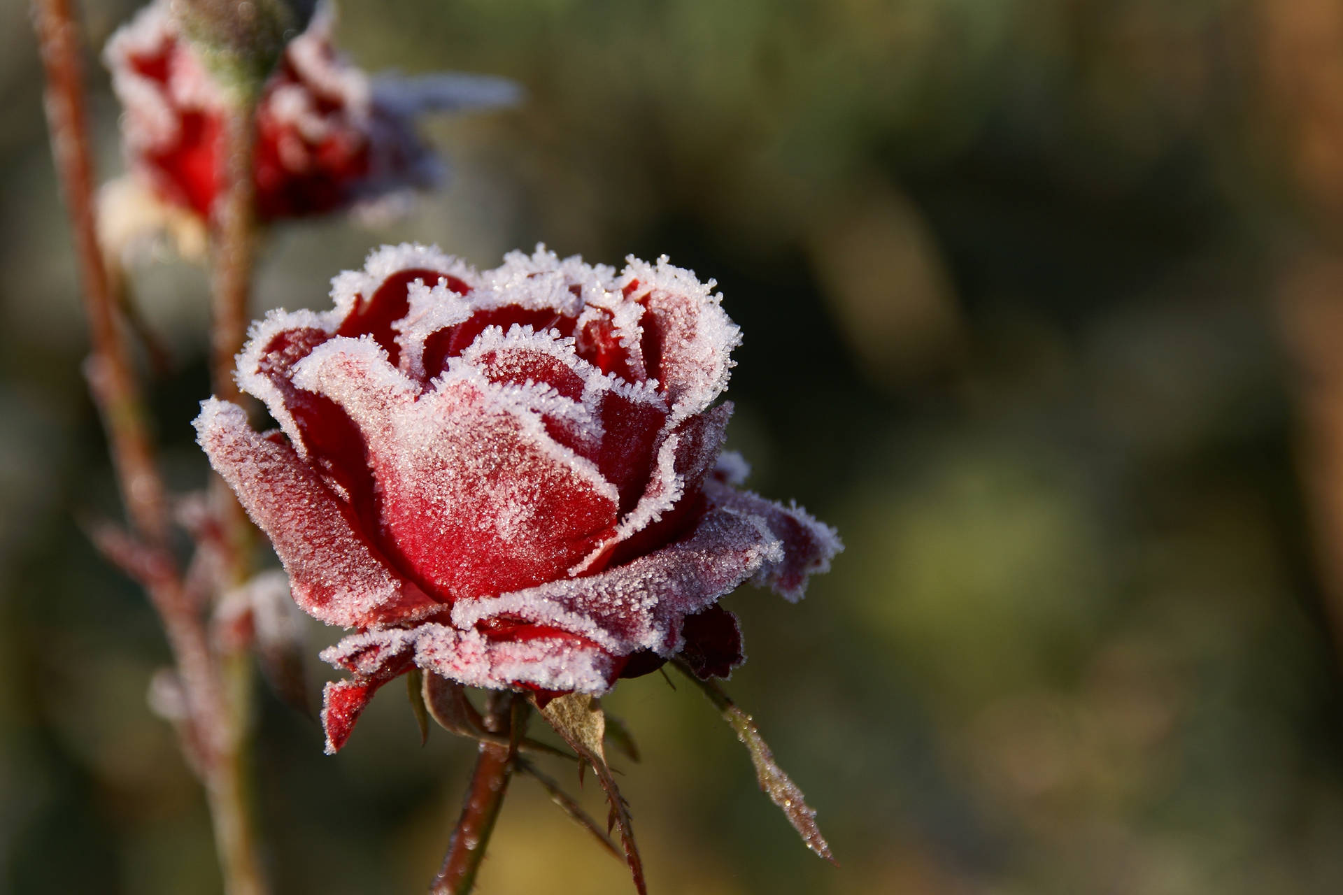 Frozen Red Rose In Daylight Background