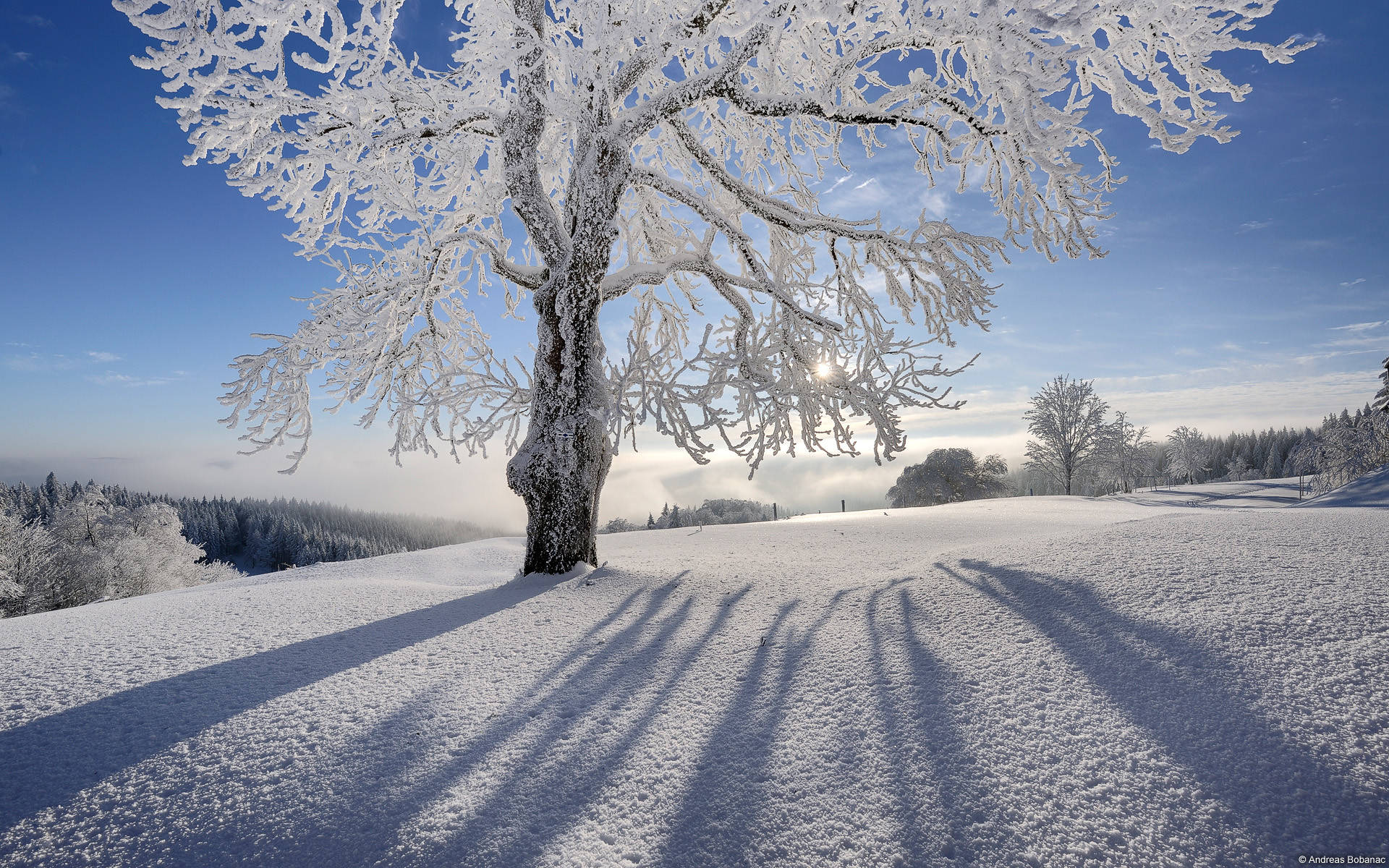 Frozen Tree Winter Desktop Background