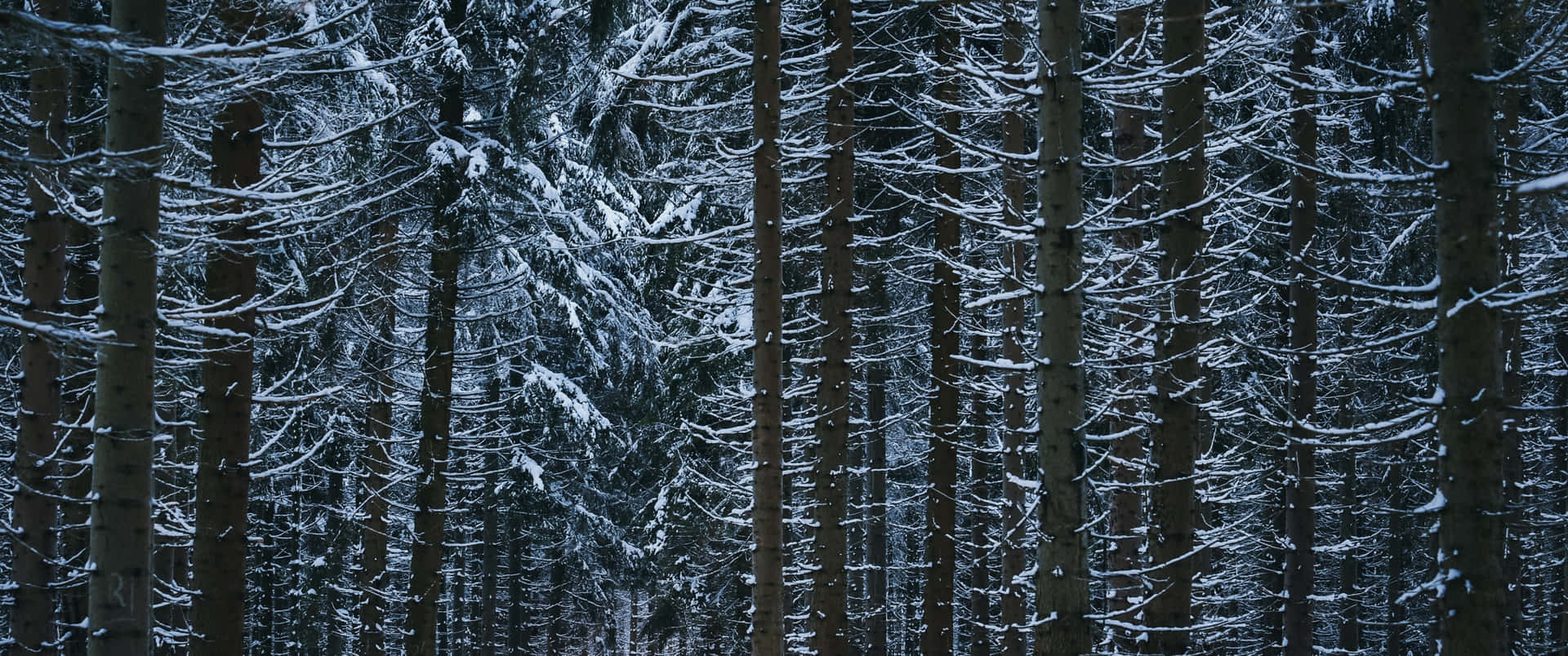 Frozen Winter Scenery In High Resolution Background