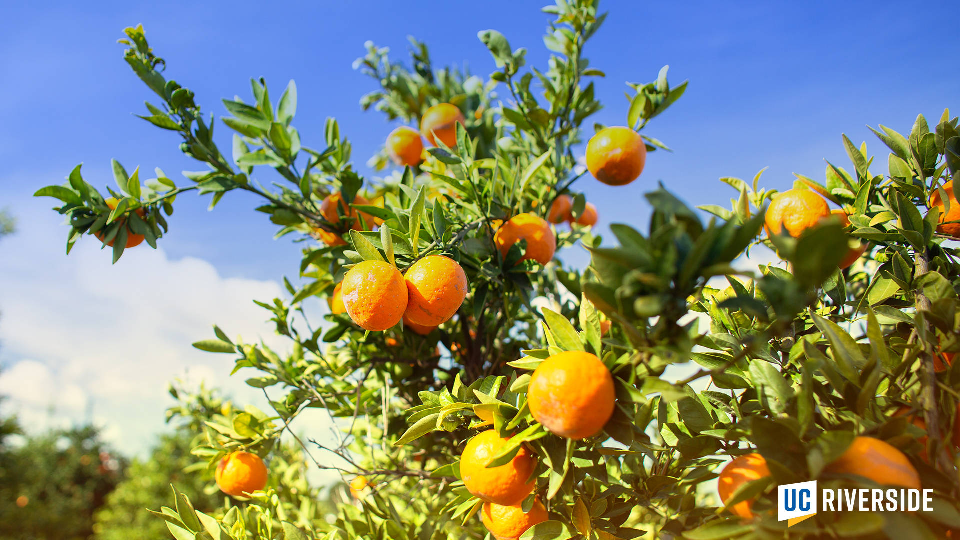 Fruit-bearing Trees In Ucr Garden