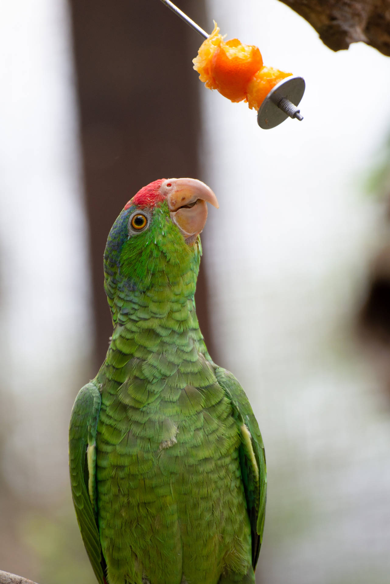 Fruit Feeding Green Parrot Hd Background