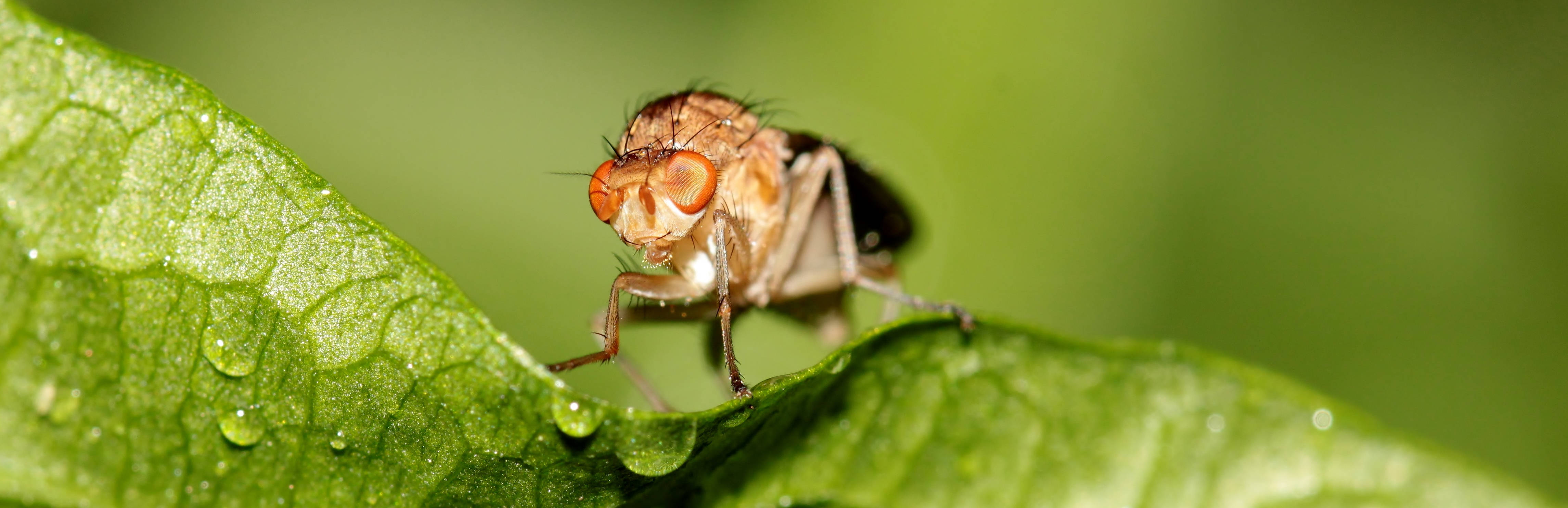 Fruit Fly Background