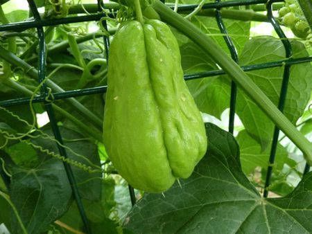 Fruit Vine Chayote Background