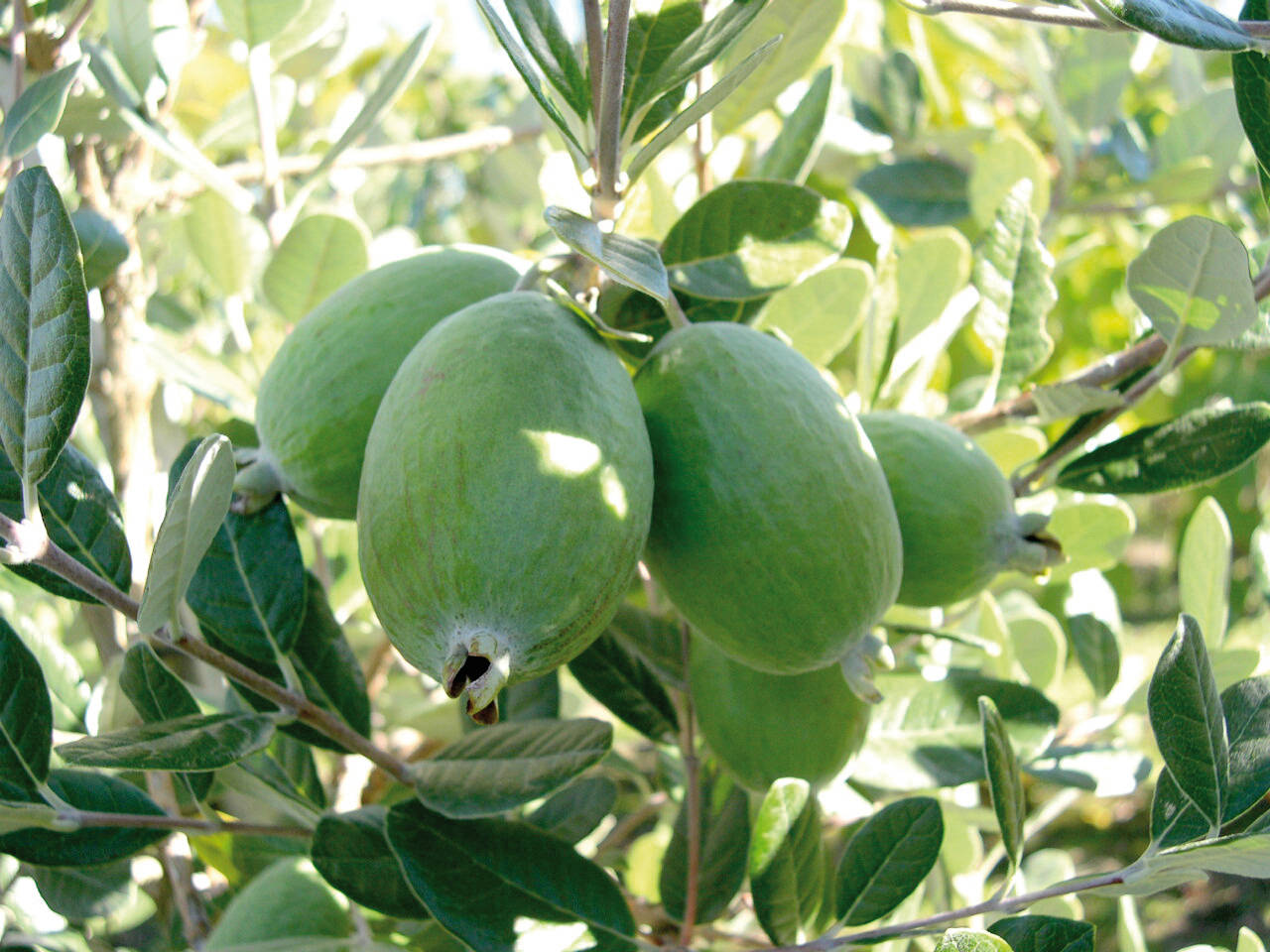 Fruitful Feijoas On A Tree Background