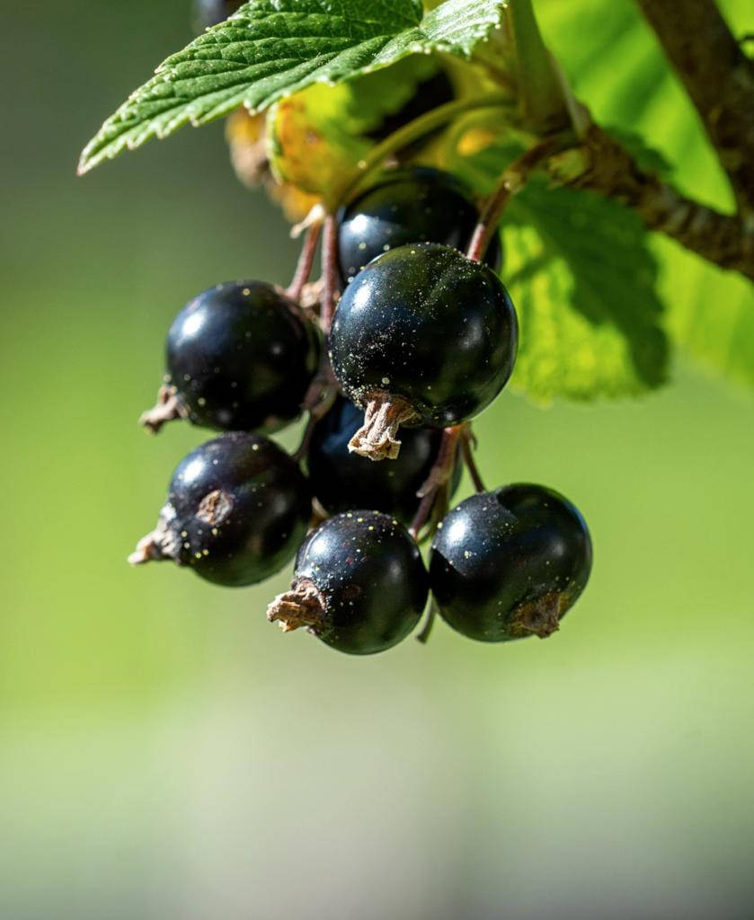 Fruity Blackcurrant In Shrub Background