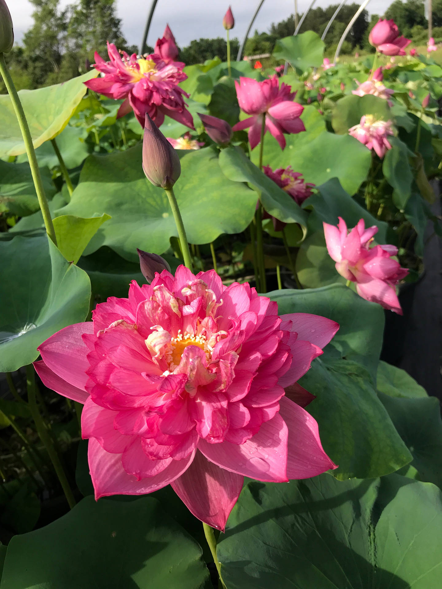 Fuchsia Lotus Flower