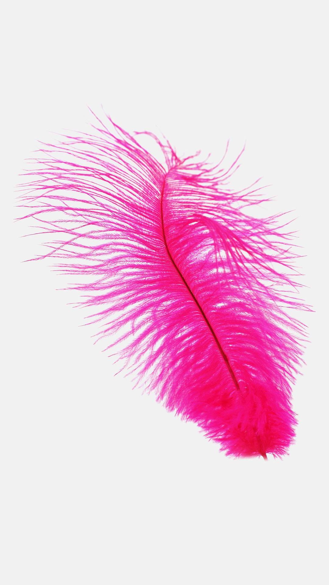 Fuchsia Pink Ostrich Feather Smartphone Background Background