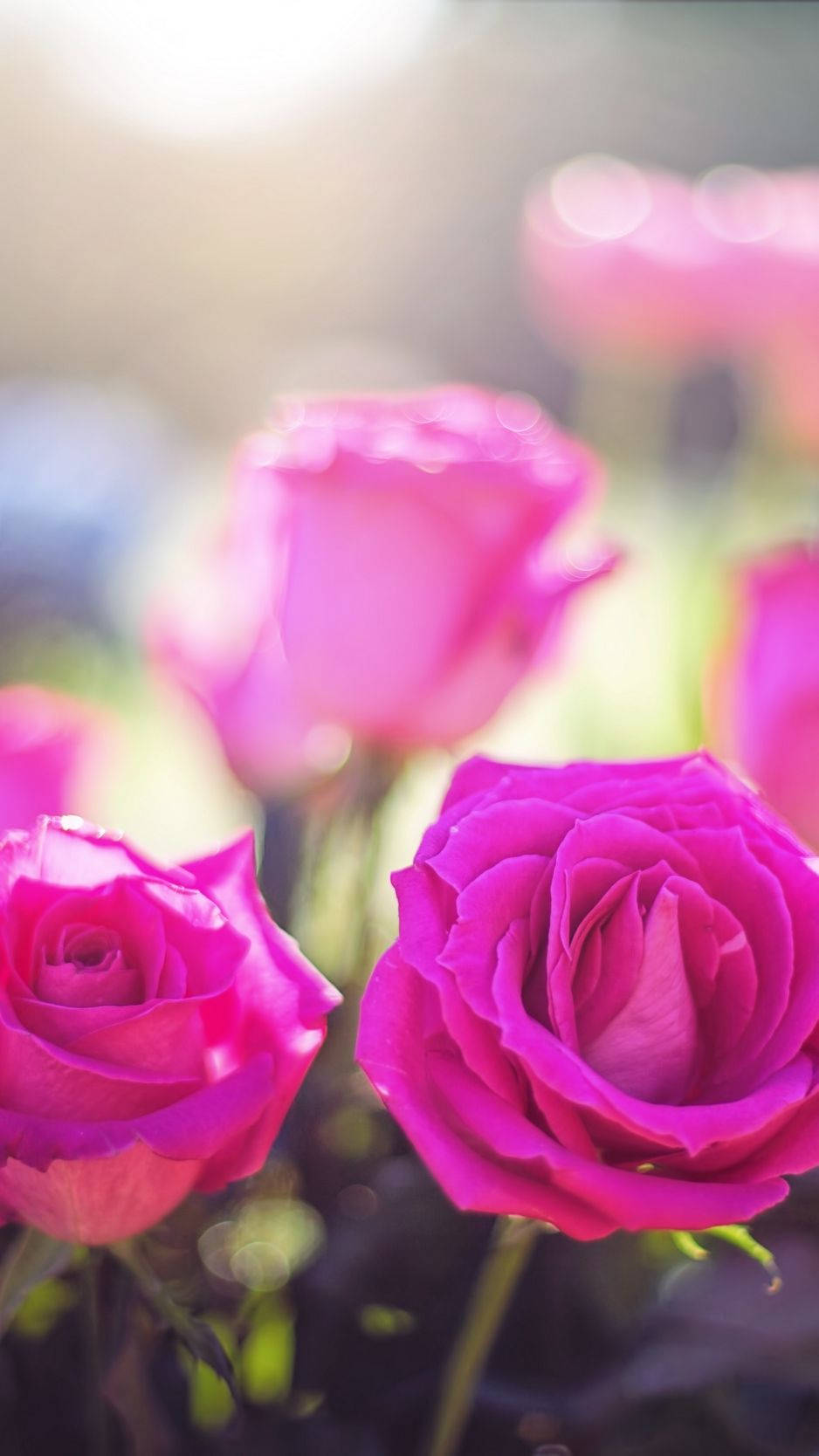 Fuchsia Pink Roses Background