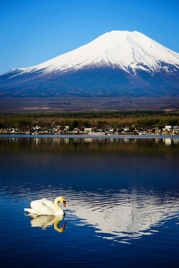 Fuji And A Lake With A Swan Background