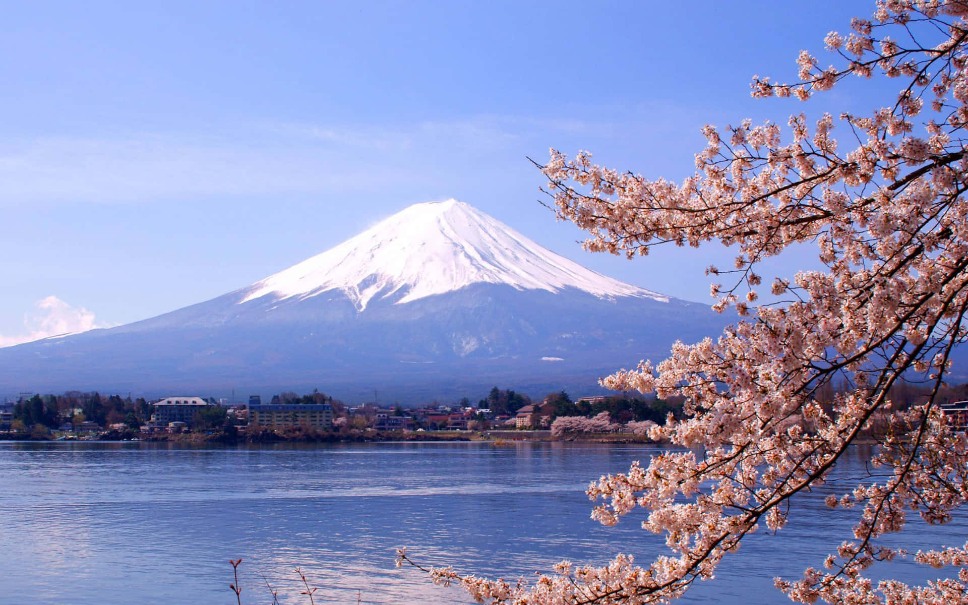 Fuji Peak And Cherry Blossoms In Japan