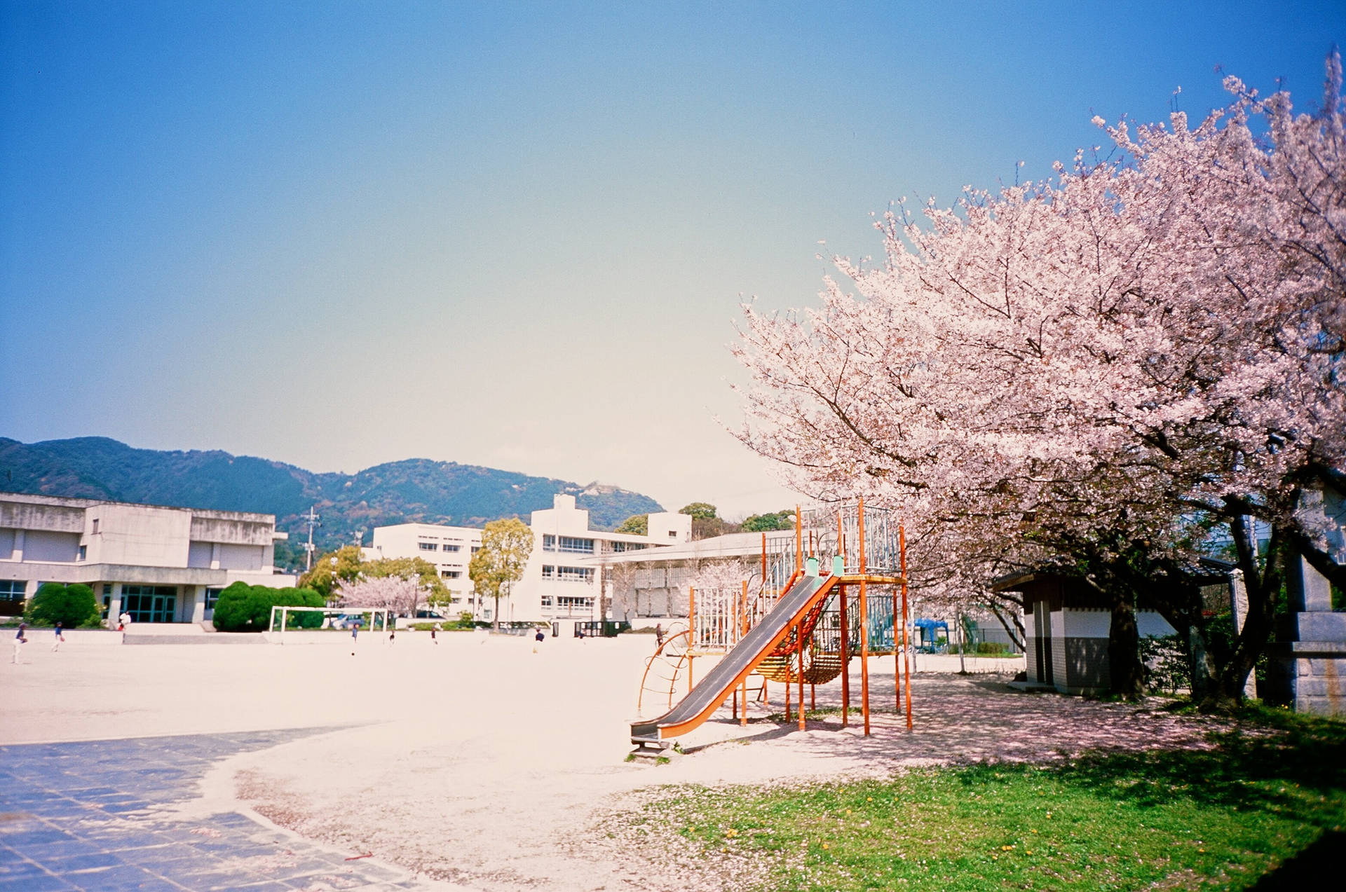 Fukuoka Park And Sakura Tree