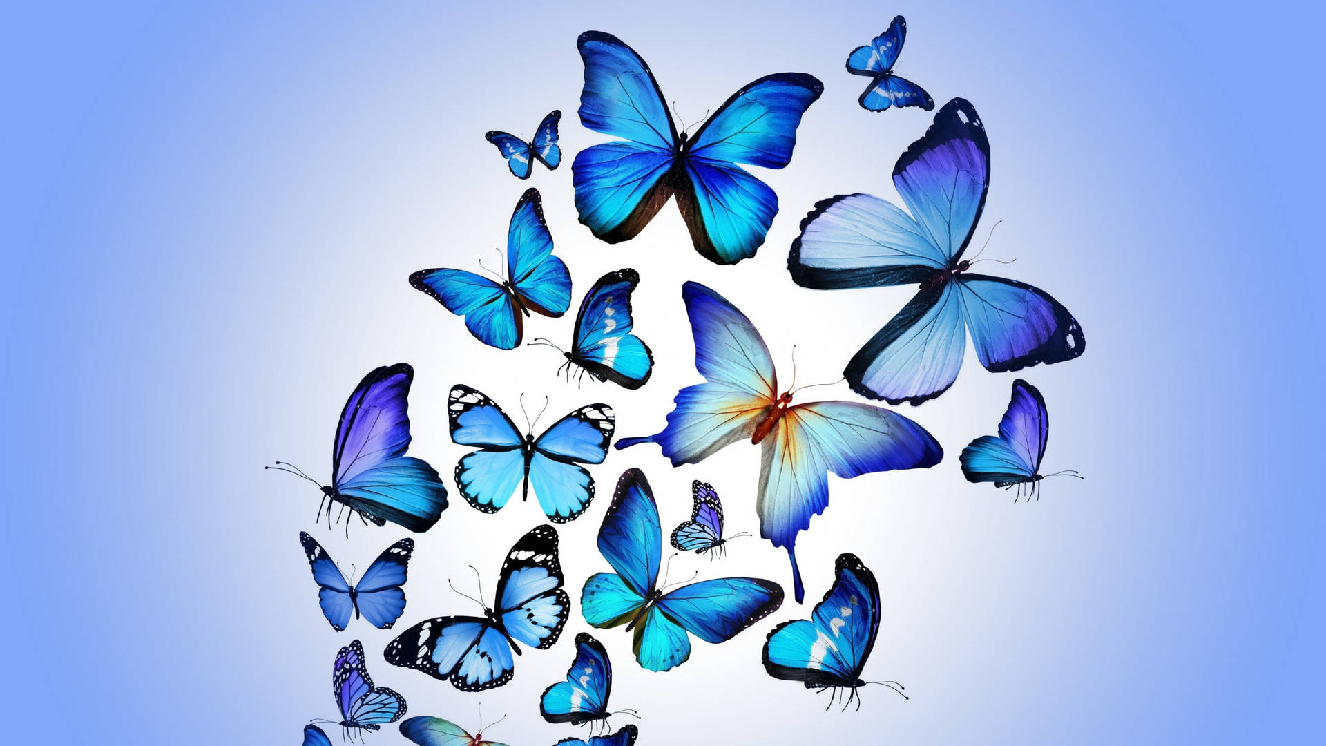 Full 4k Blue Butterflies Background