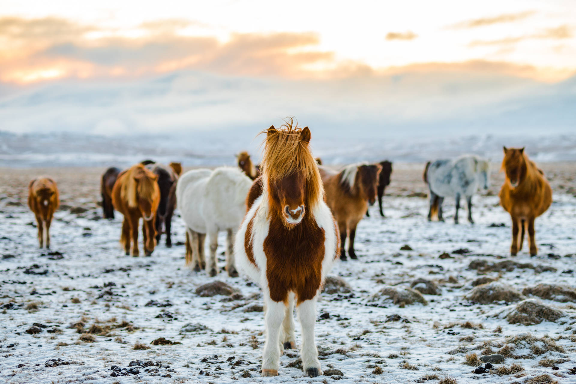 Full 4k Desktop Icelandic Horses Background