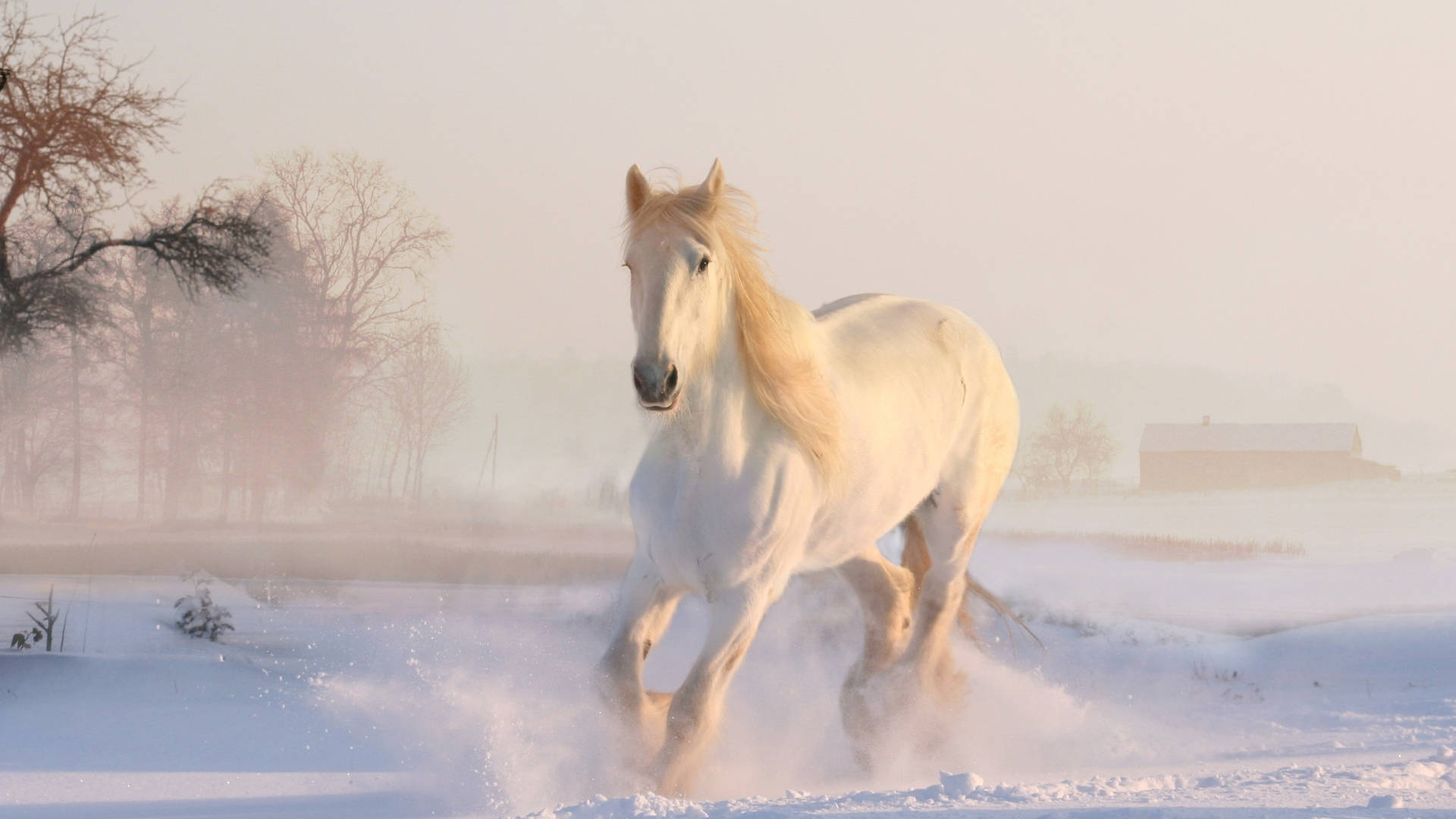Full 4k Winter Horse Background