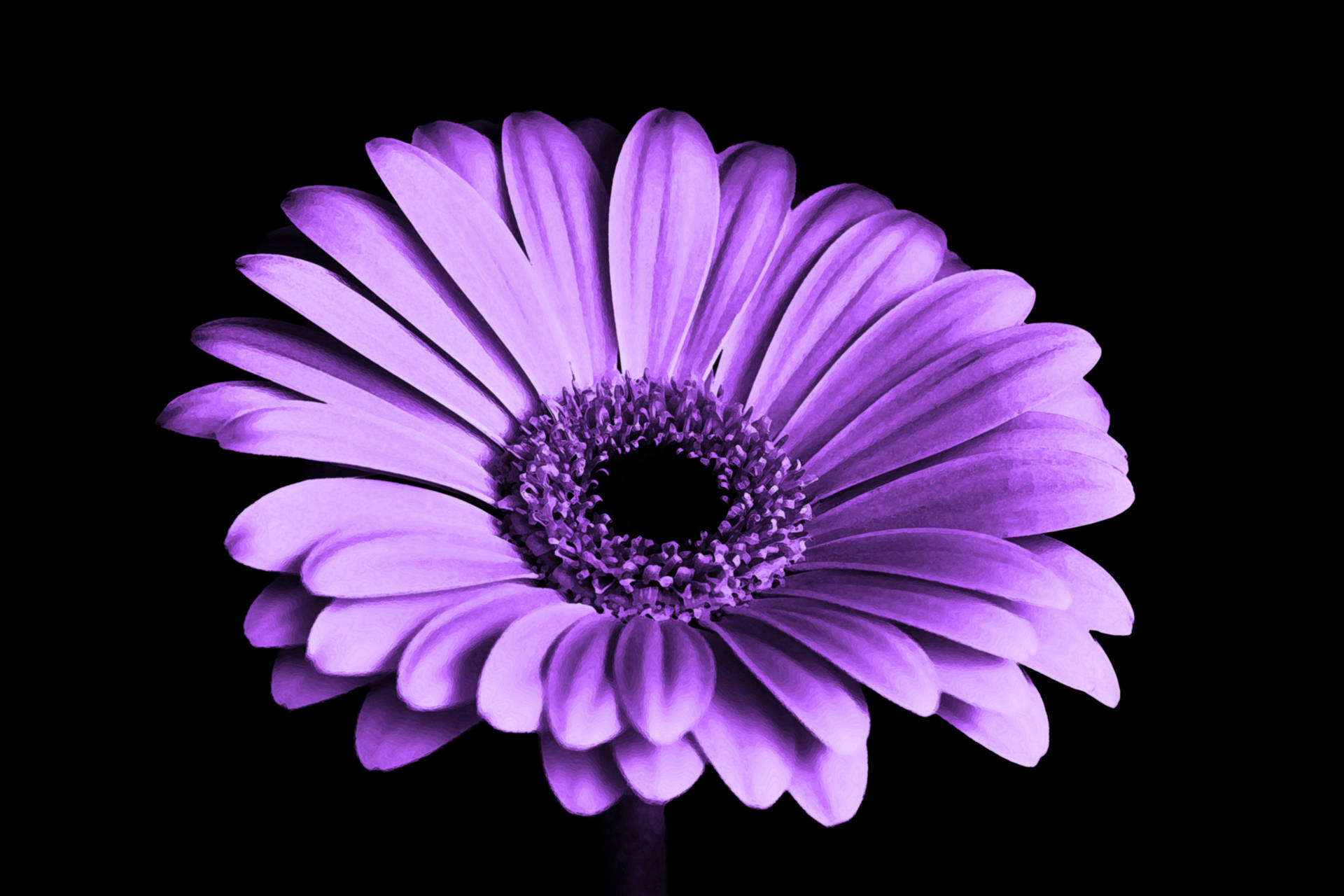 Full Bloom Beautiful Purple Flower Desktop Background