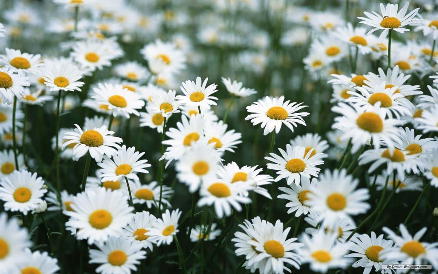 Full Bloom Daisy Aesthetic Computer Background