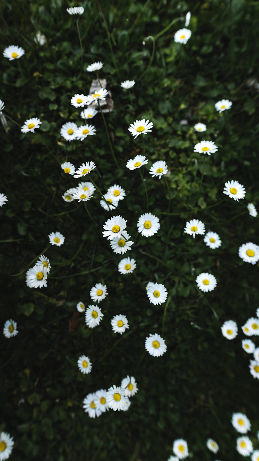 Full Bloom Of White Daisy Iphone Background