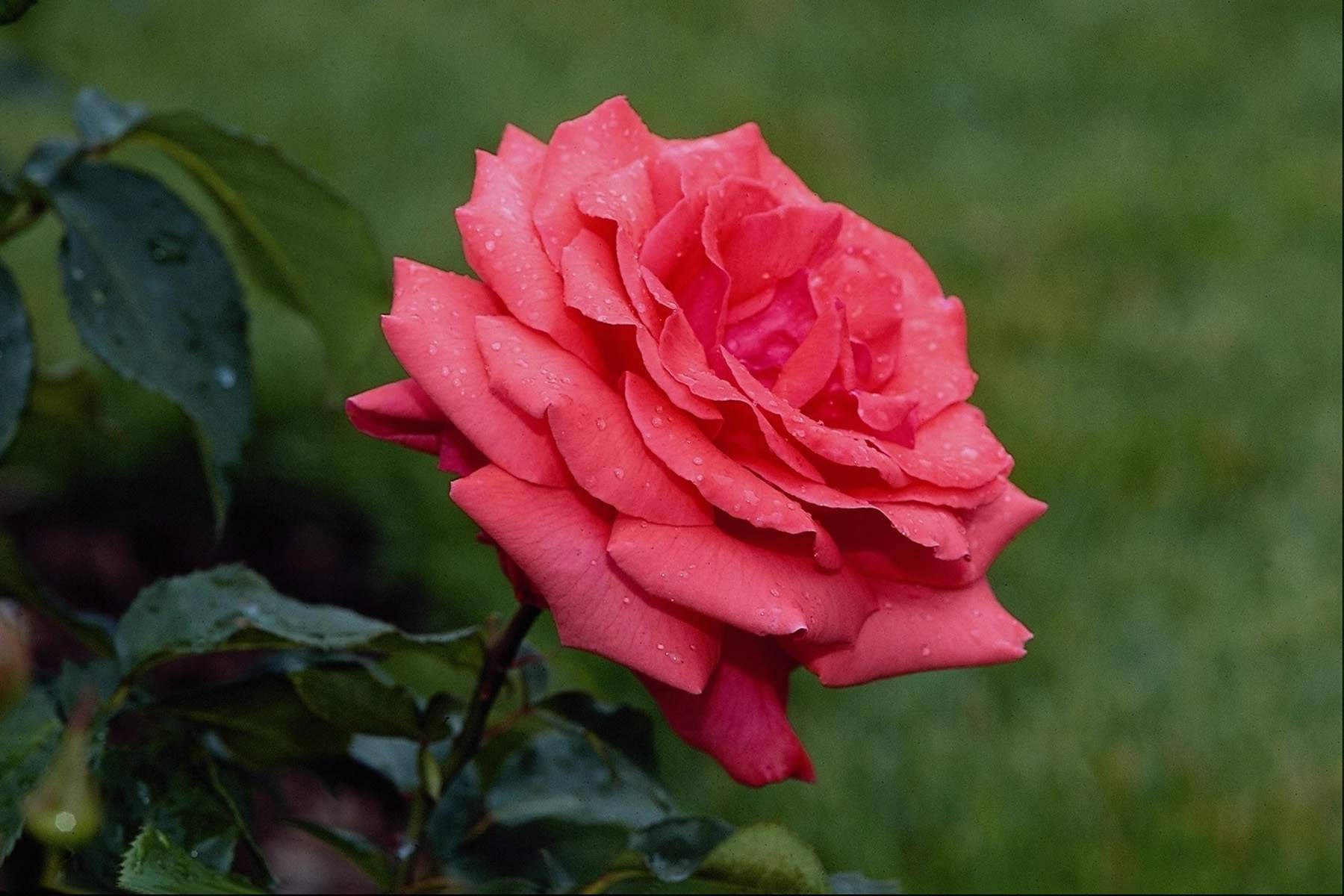 Full Bloom Pink Rose Flower Background