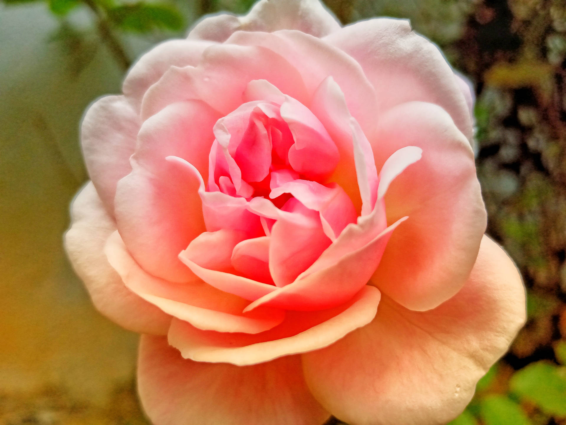 Full Bloom Pink Rose Hd Background