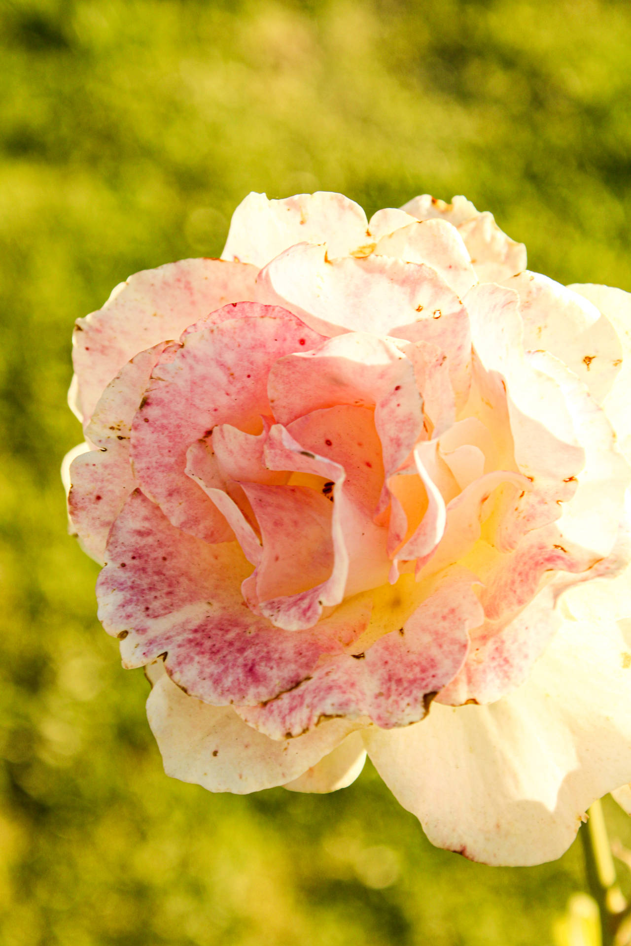 Full Bloom Pink Rose Hd Background