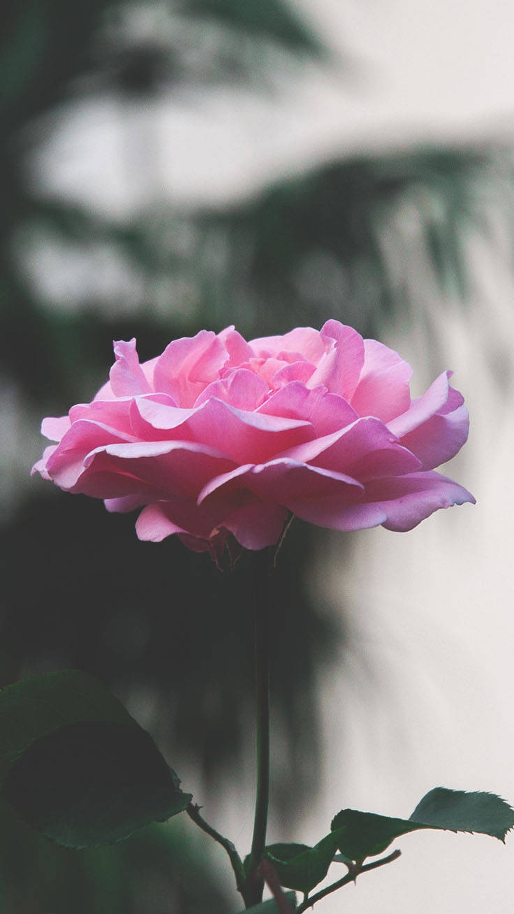 Full Bloom Pink Rose Iphone Background
