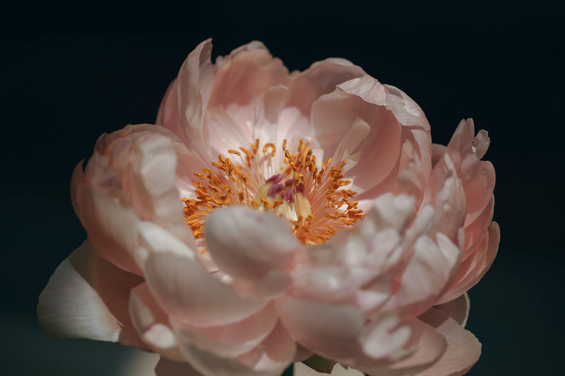 Full Bloom Pretty Pink Peony Flower Background