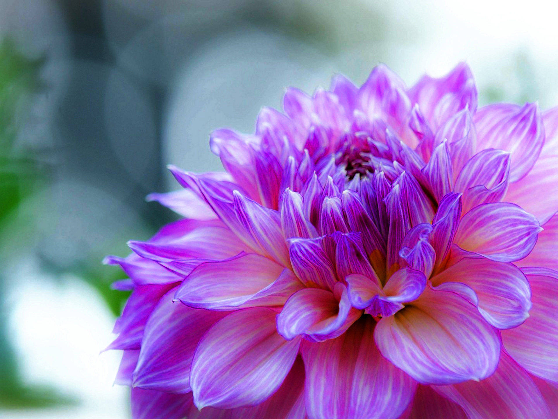 Full Bloom Purple Flower Desktop Background