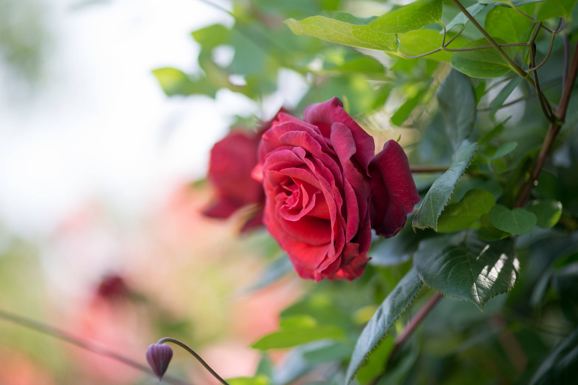 Full Bloom Red Rose Hd Background