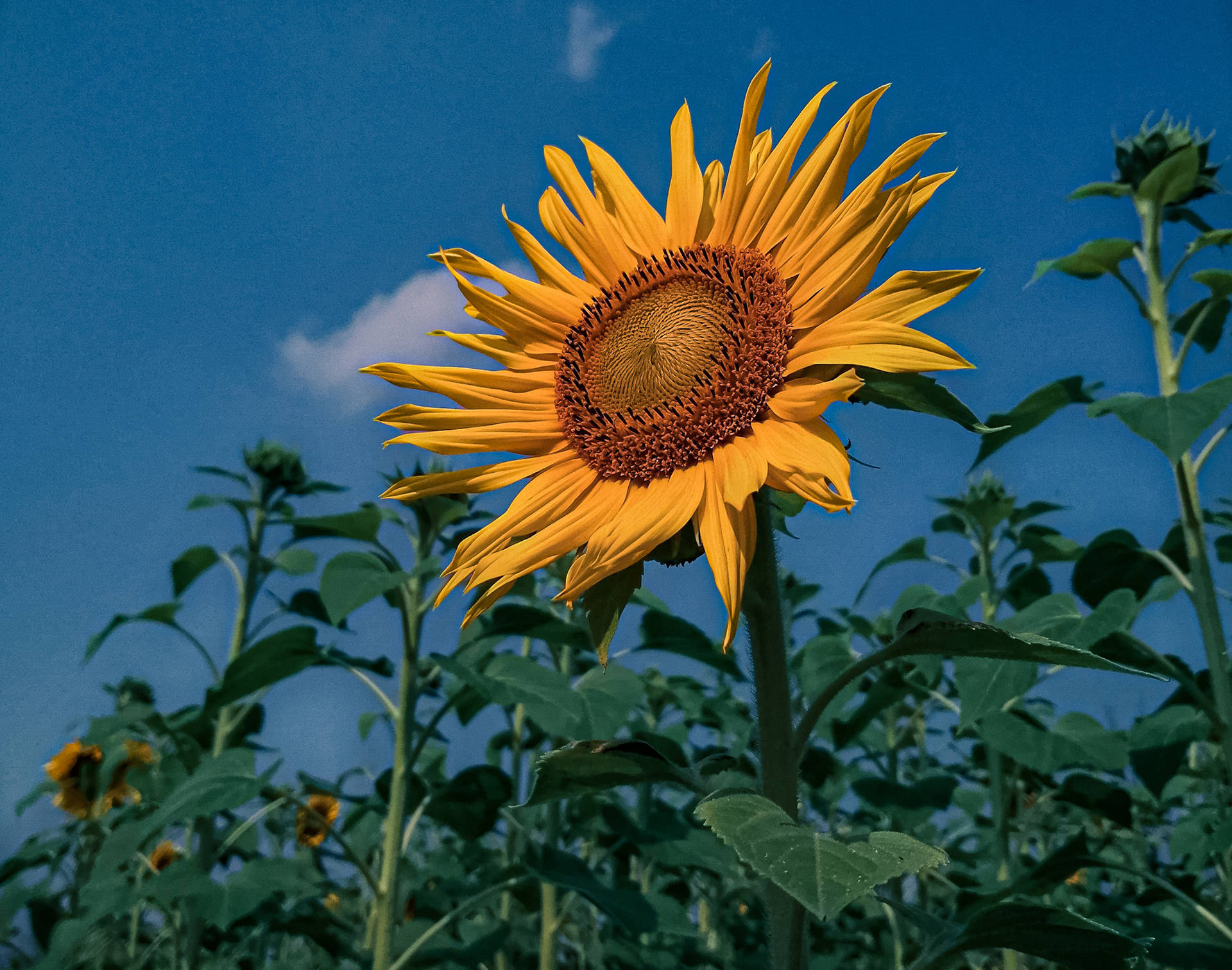 Full-bloomed Sunflower Aesthetic Background