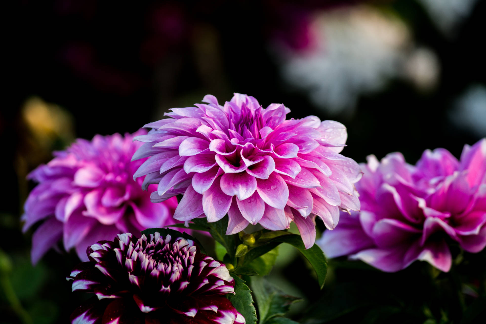 Full Blooming Purple Flower Desktop