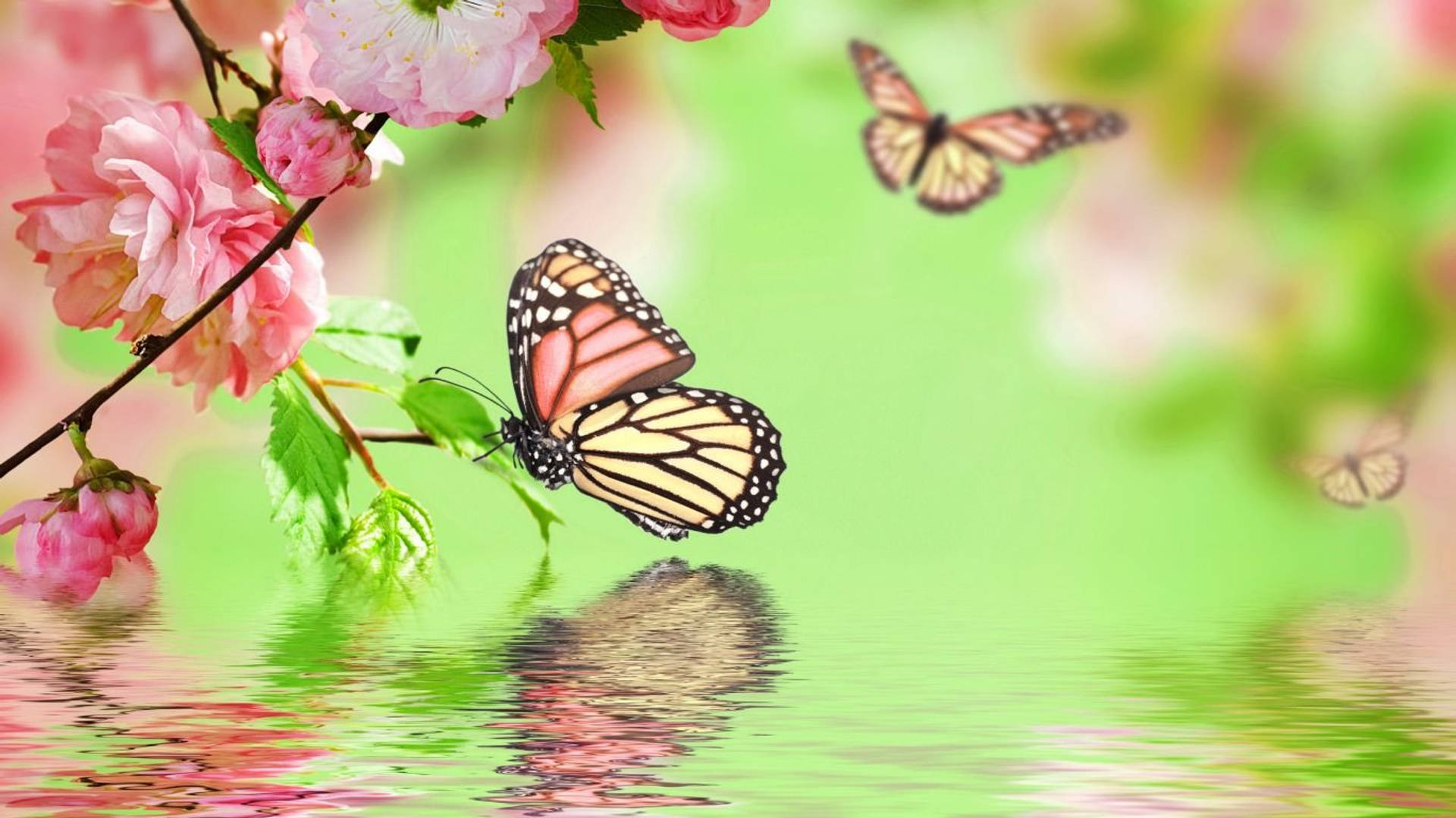 Full Bokeh Butterfly Desktop Screen Hd Background